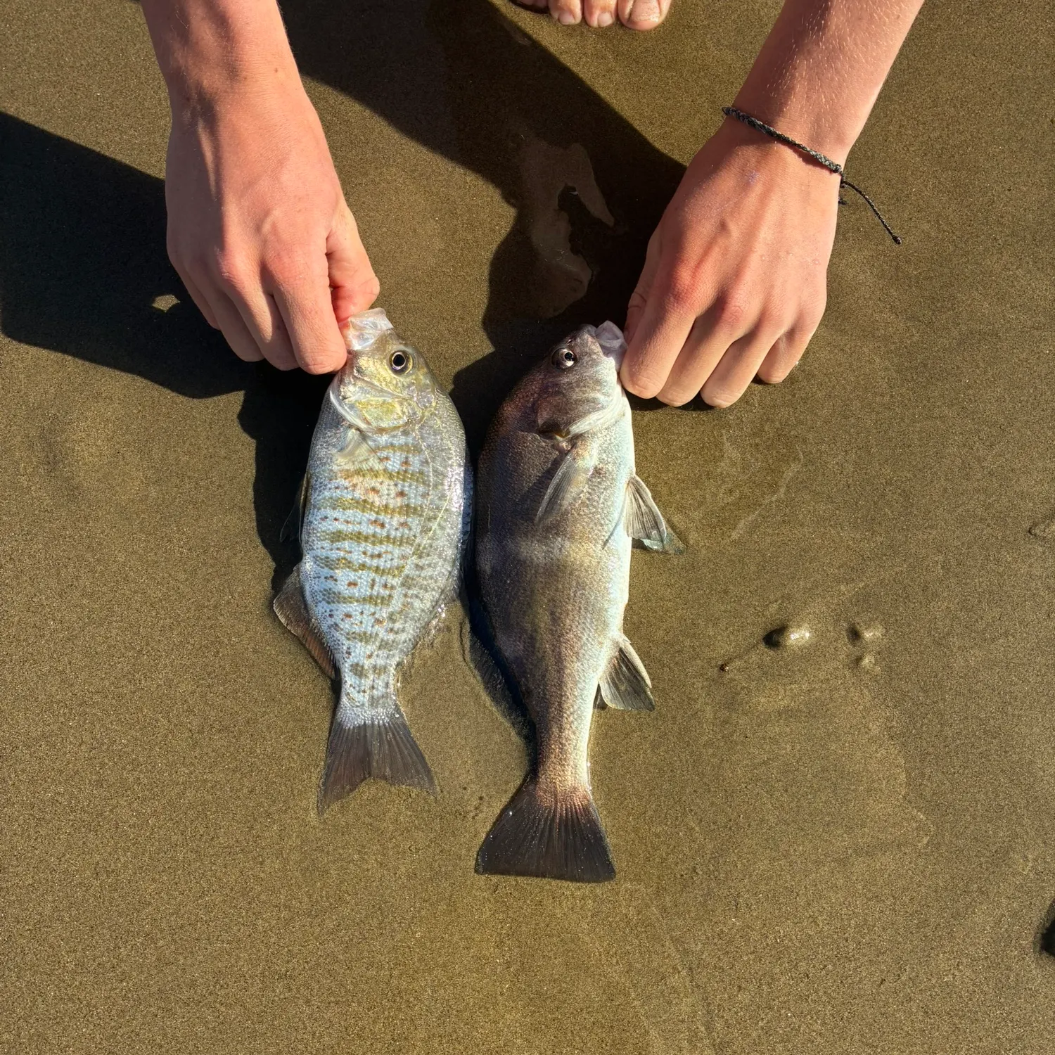 The most recent Black croaker catches on Fishbrain