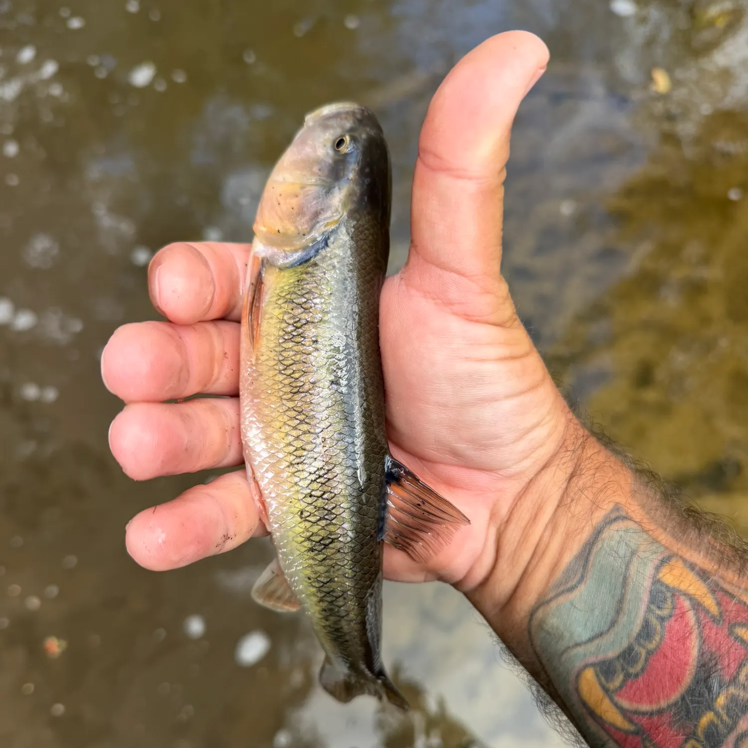 Creek chub caught on Fishbrain