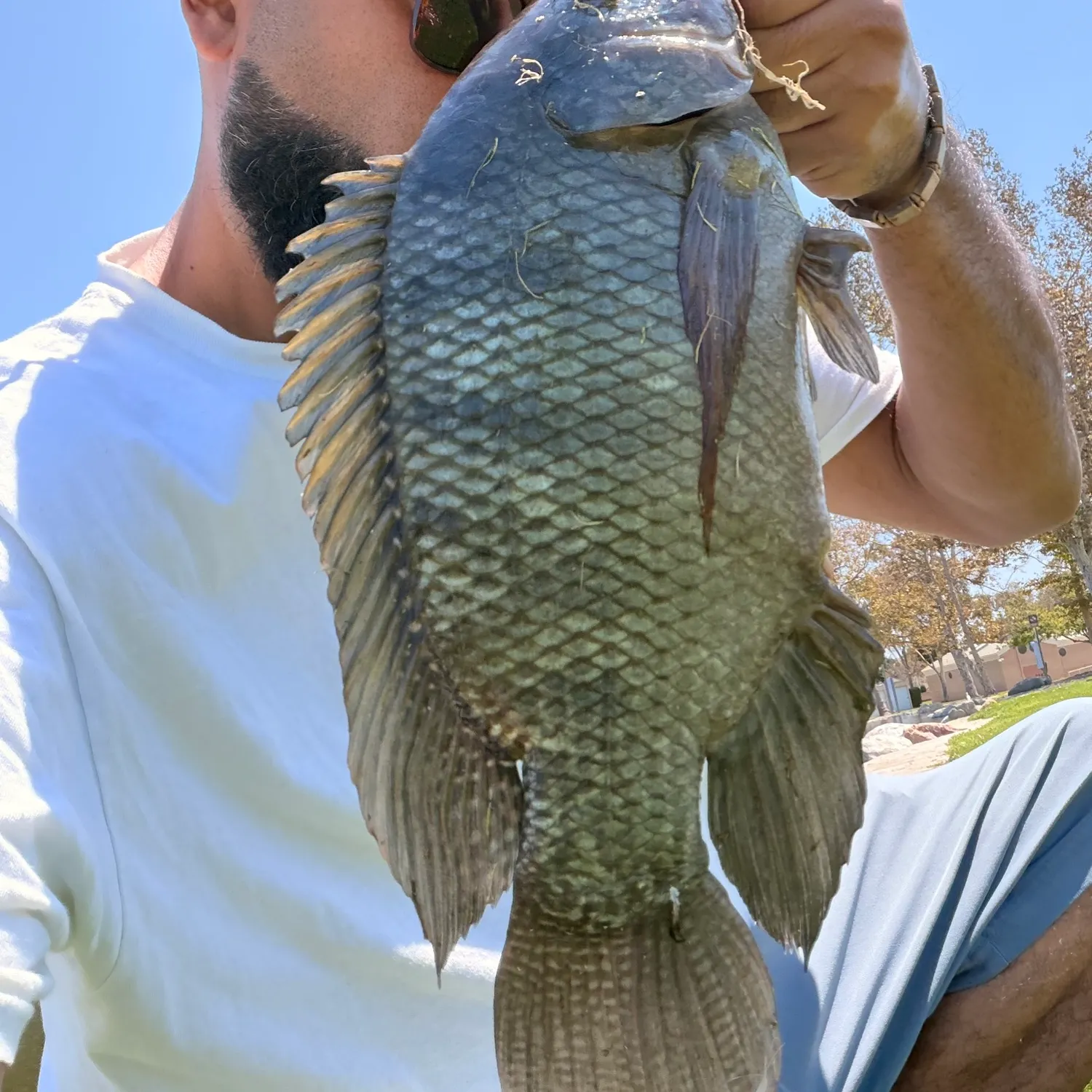 Blue tilapia caught on Fishbrain