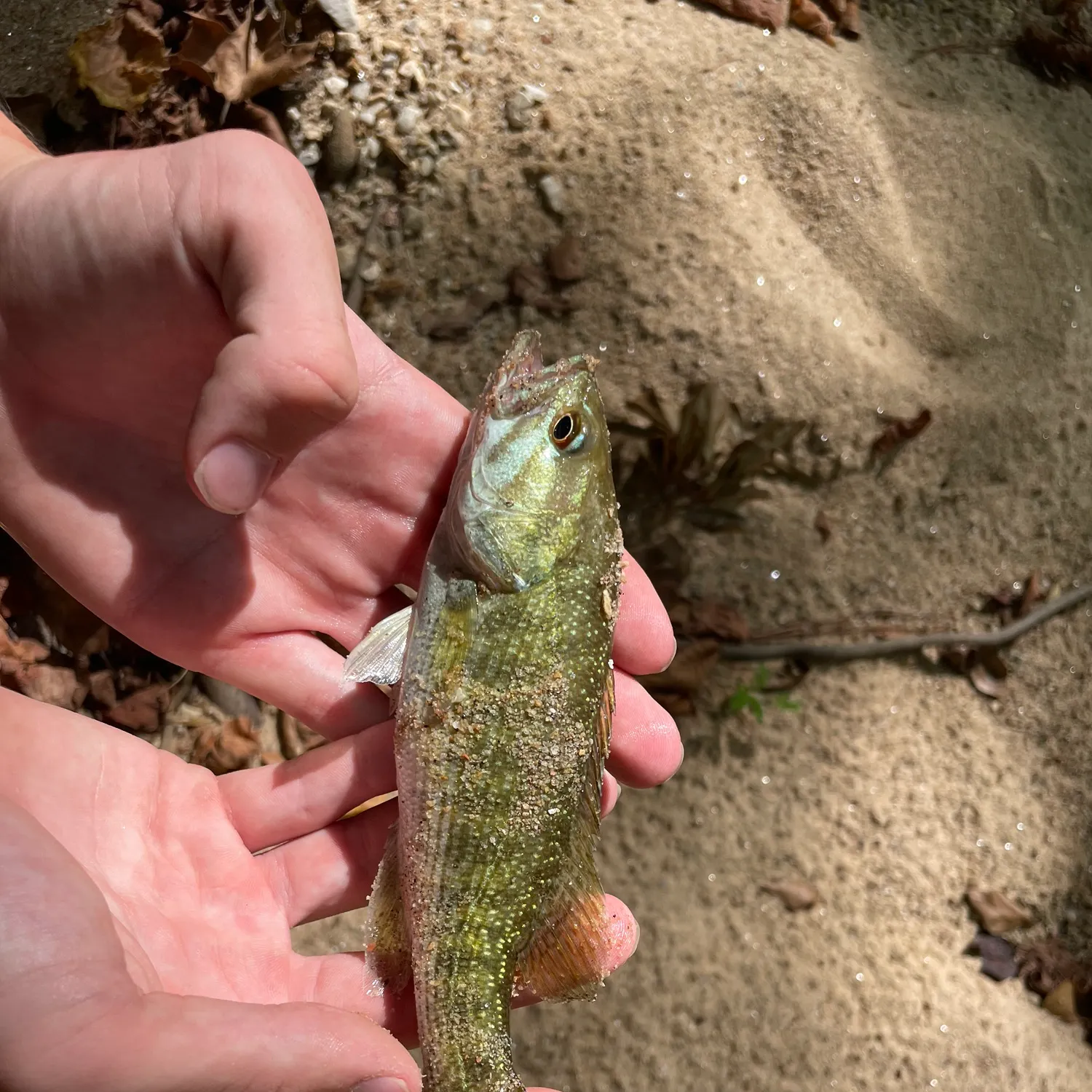 Tallapoosa bass caught on Fishbrain