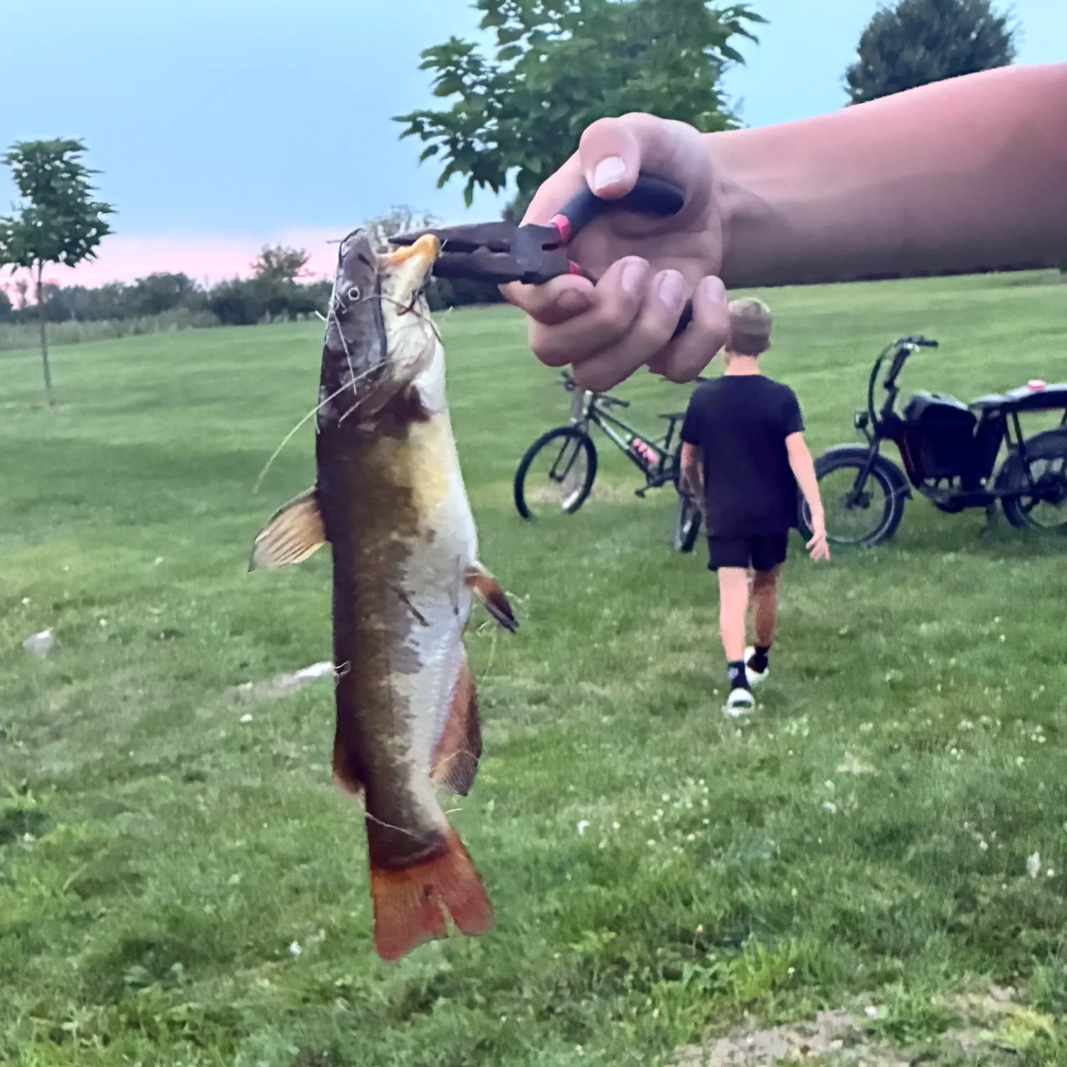 Yellow bullhead caught on Fishbrain