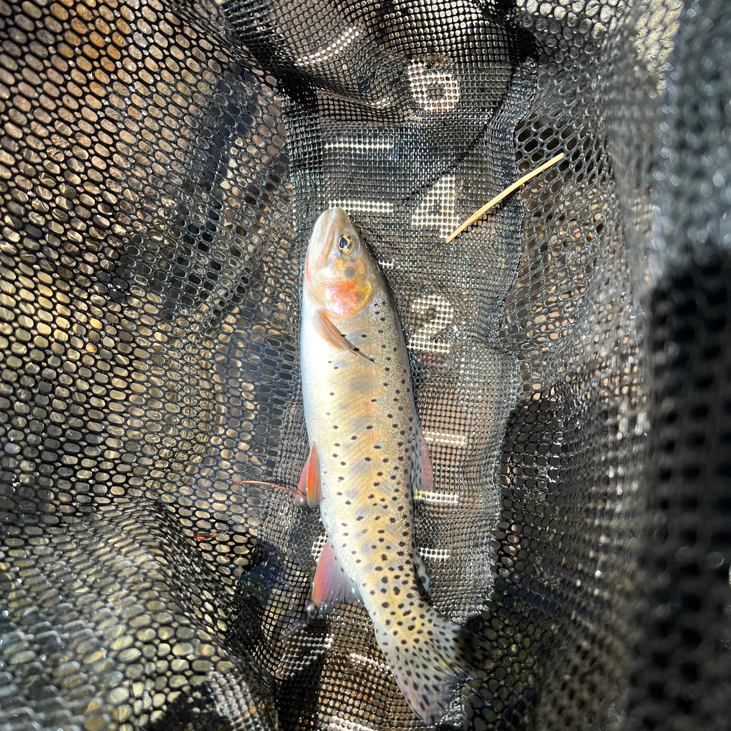 The most recent Bonneville cutthroat trout catches on Fishbrain