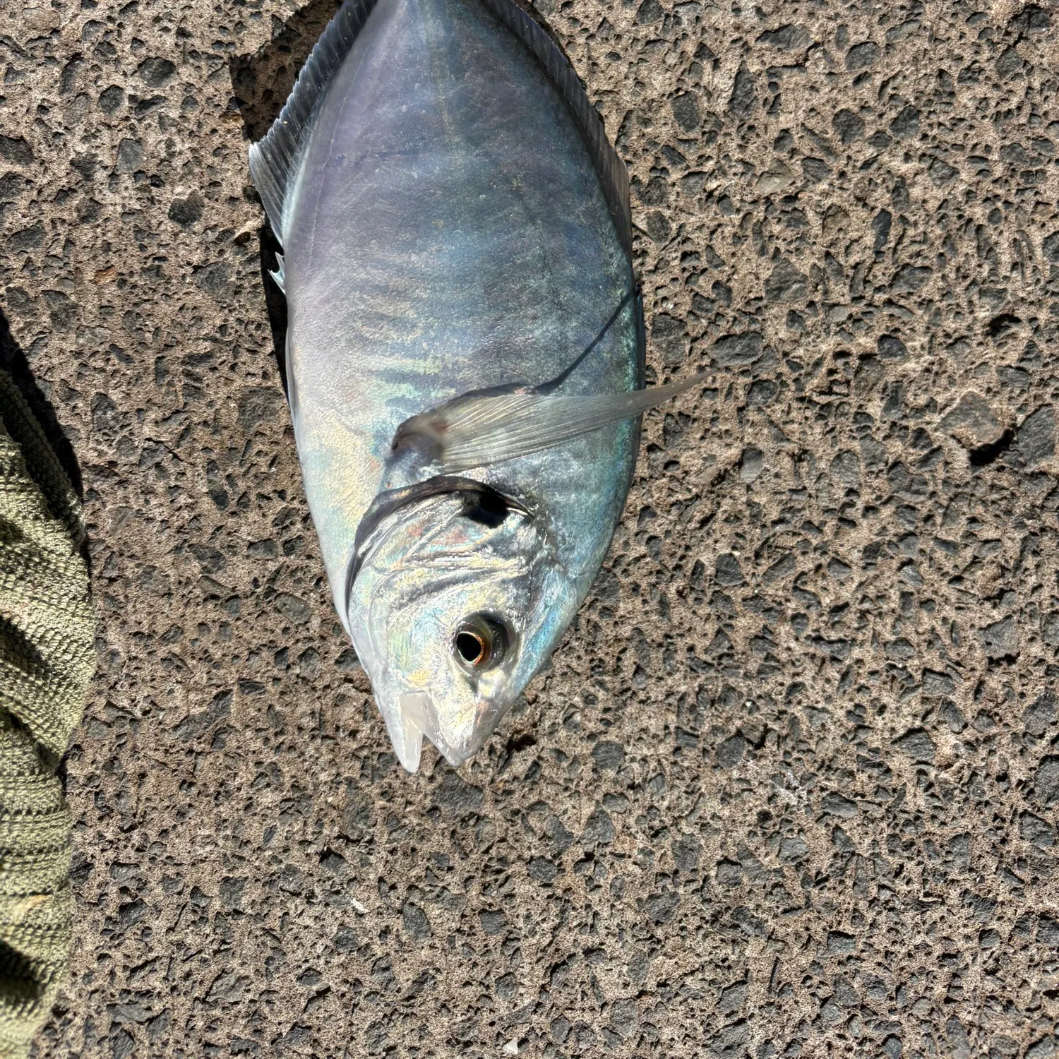 The most recent Silver trevally catches on Fishbrain