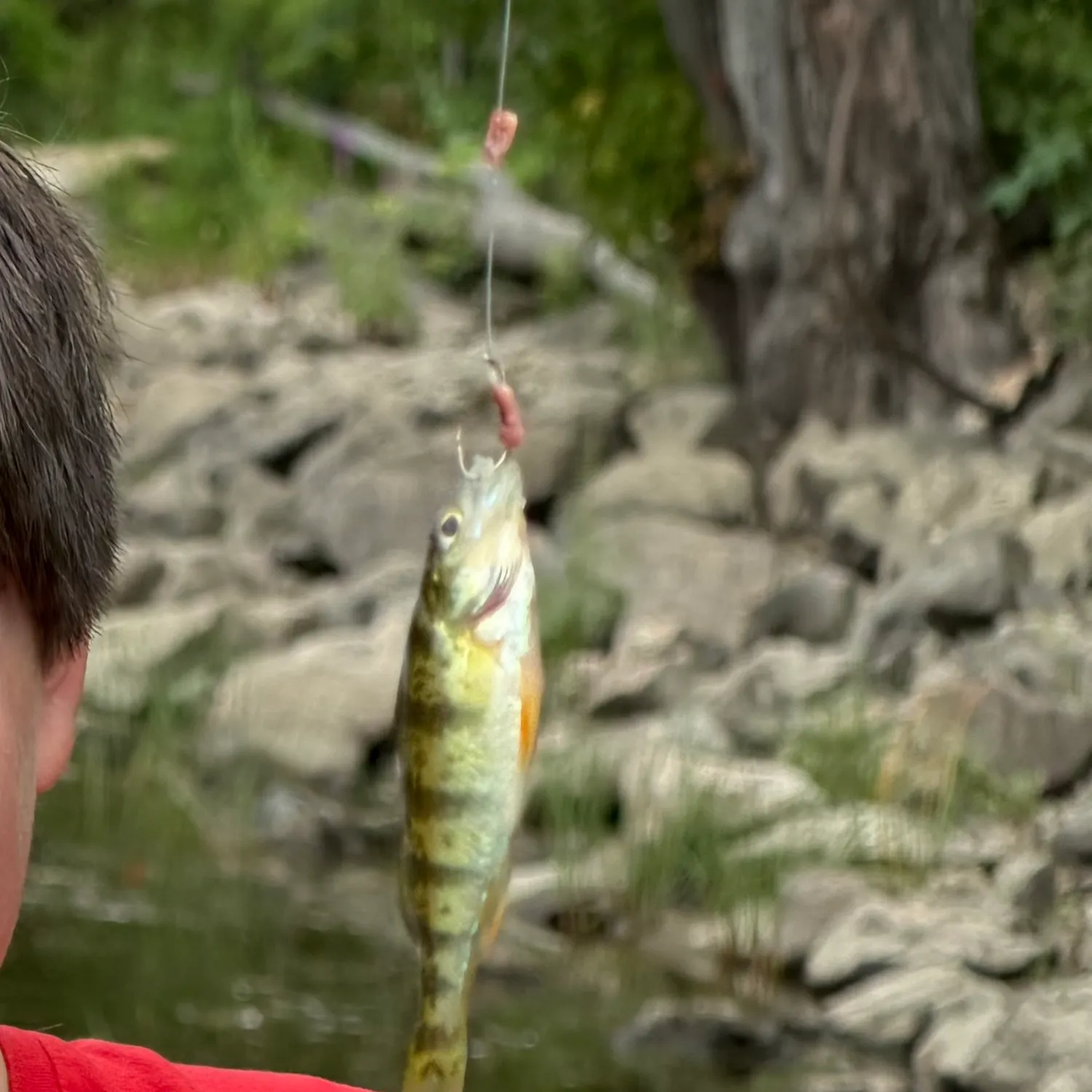 Yellow perch caught on Fishbrain