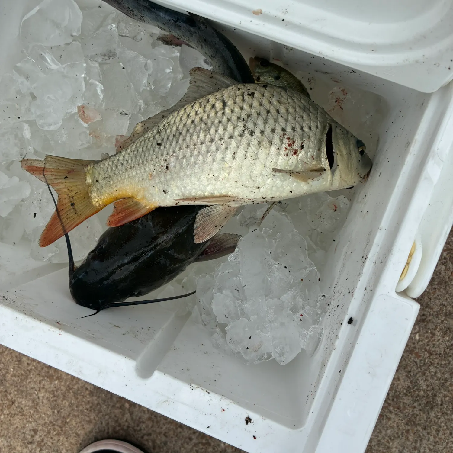 recently logged catches