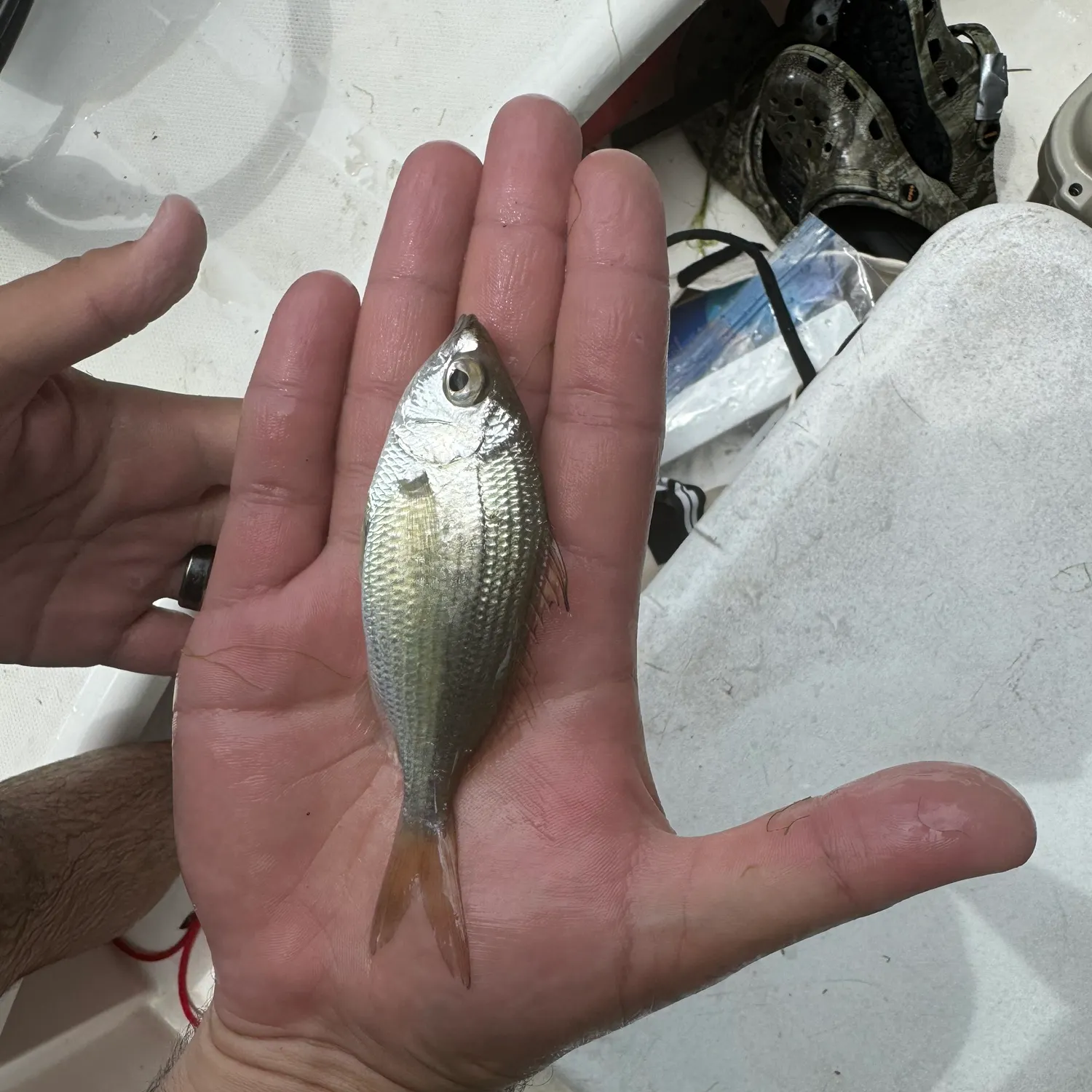 most liked catch image