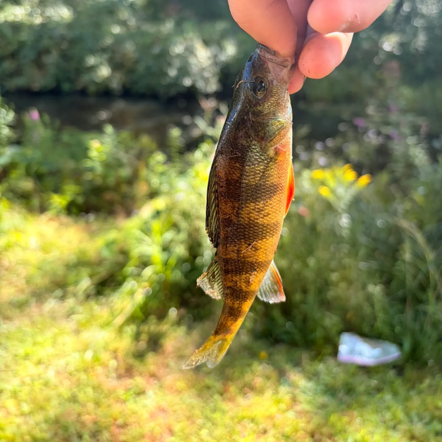 Yellow perch caught on Fishbrain