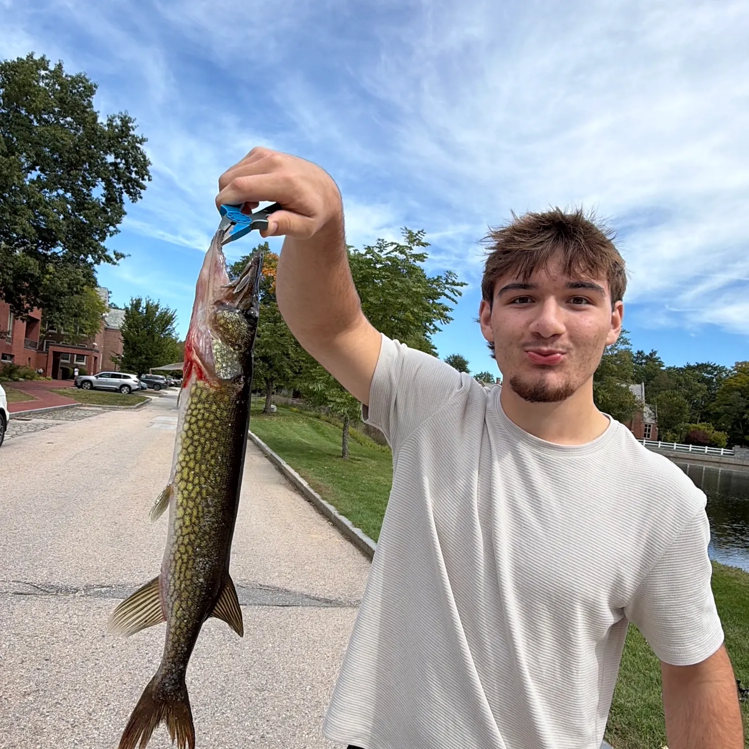 Chain pickerel caught on Fishbrain