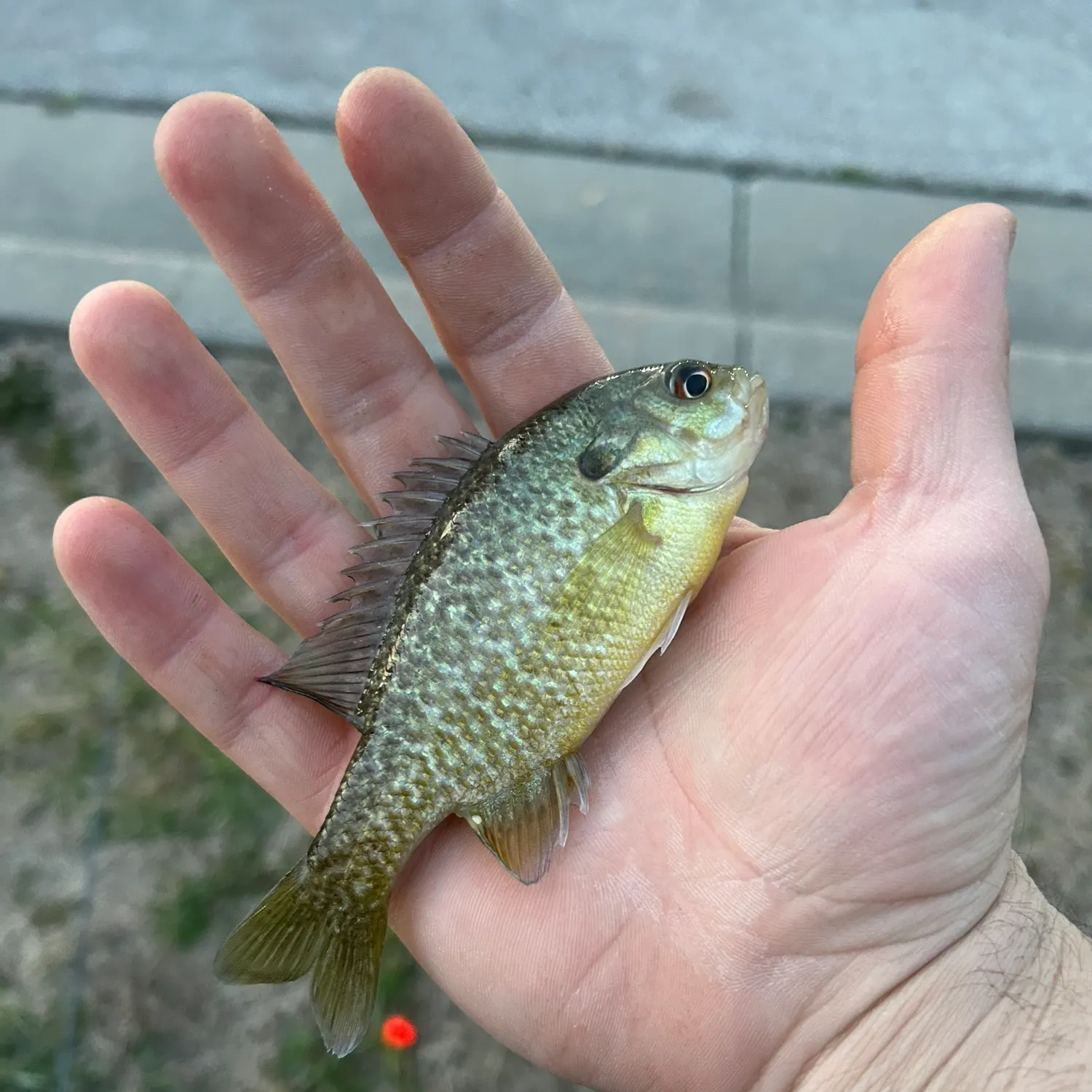 The most recent Greengill hybrid catches on Fishbrain