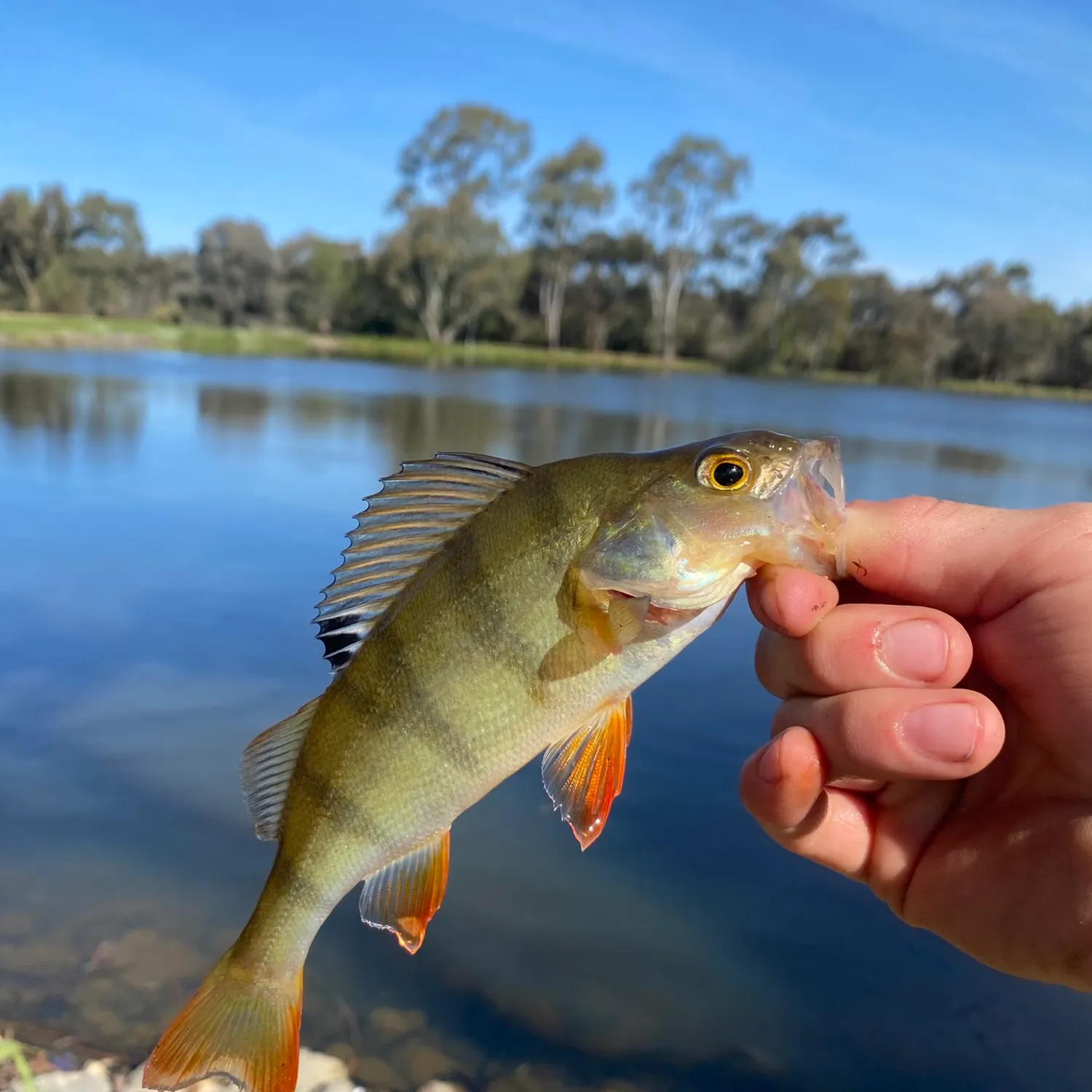 European perch caught on Fishbrain