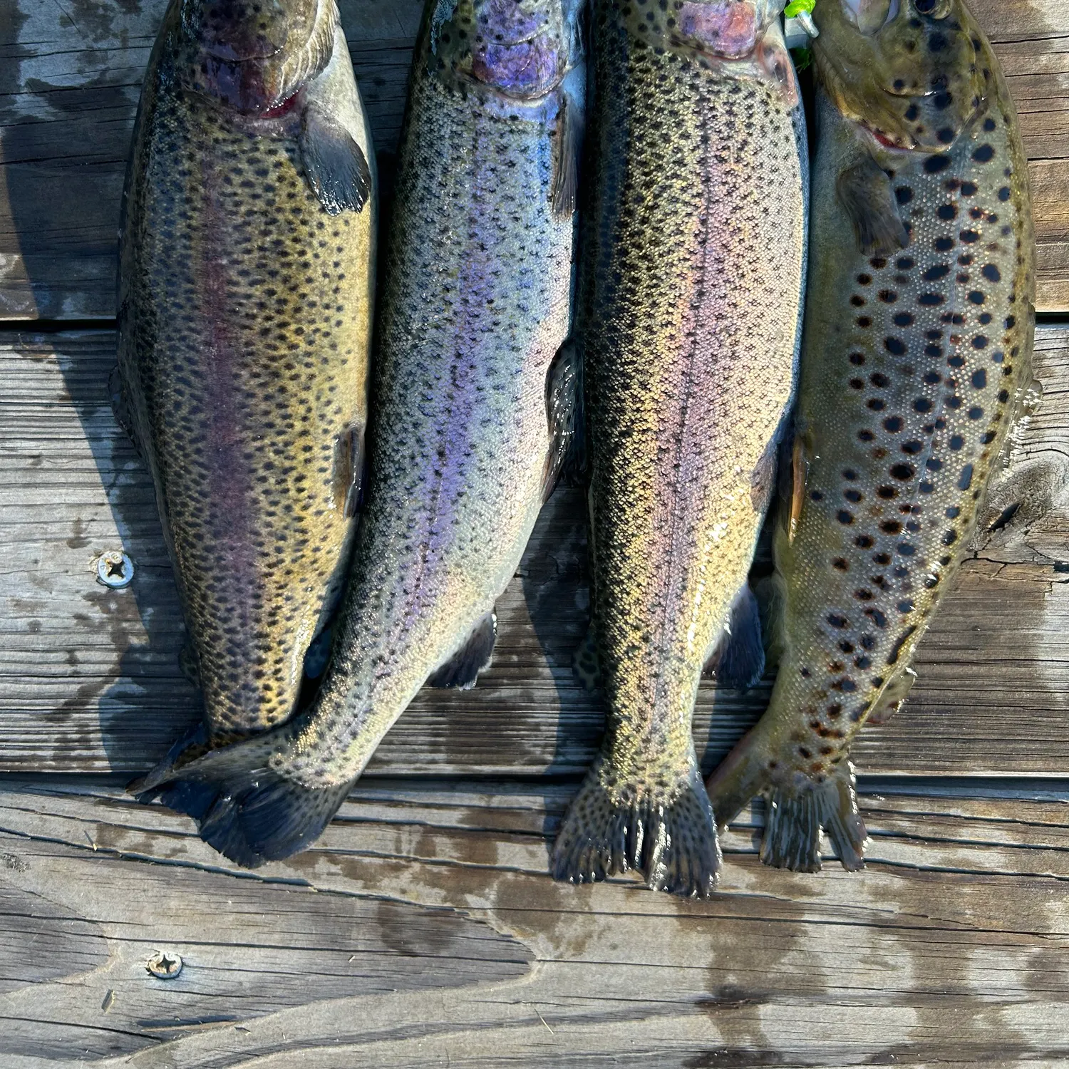 recently logged catches