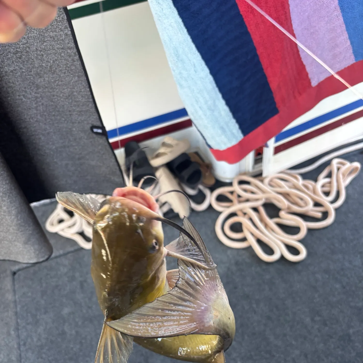 Channel catfish caught on Fishbrain