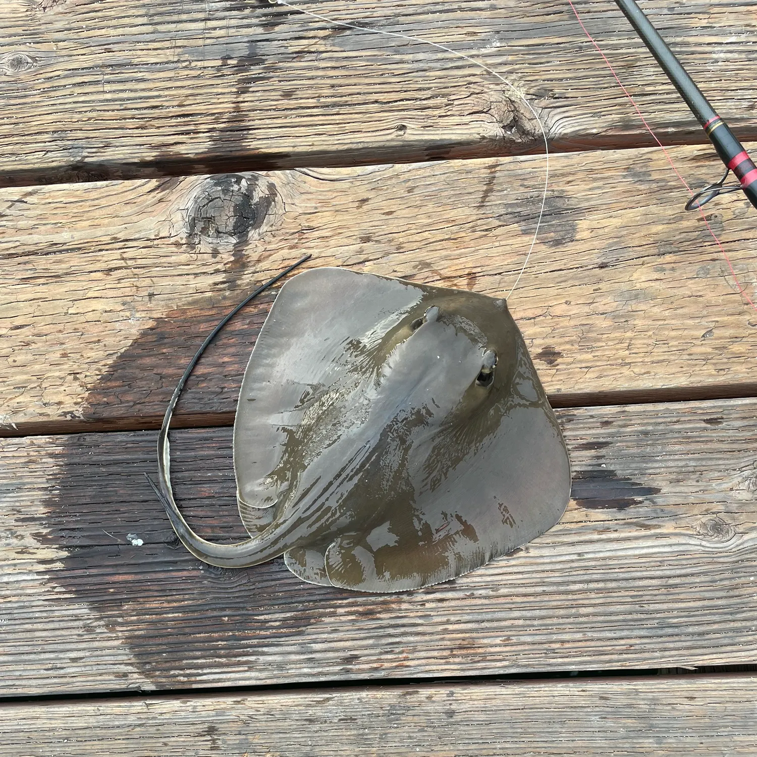 The most recent Diamond stingray catches on Fishbrain