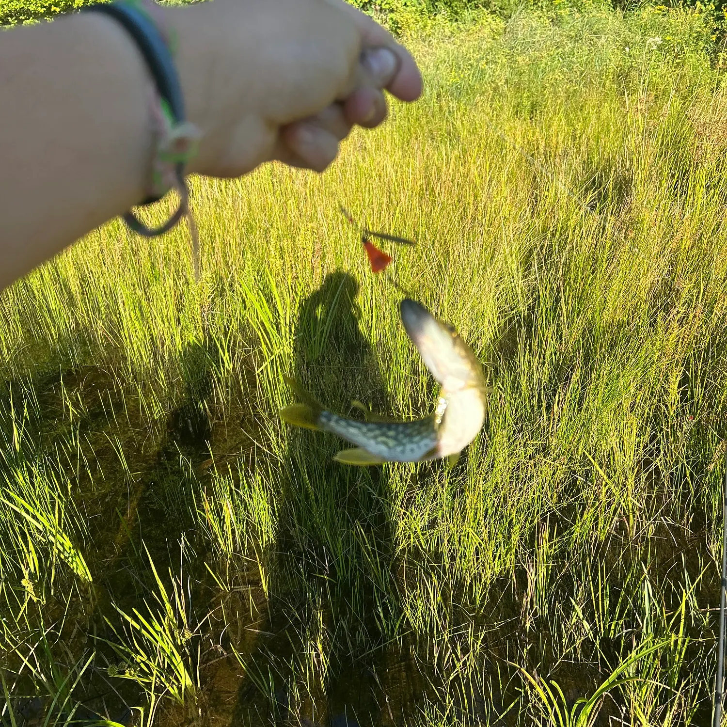 Chain pickerel caught on Fishbrain