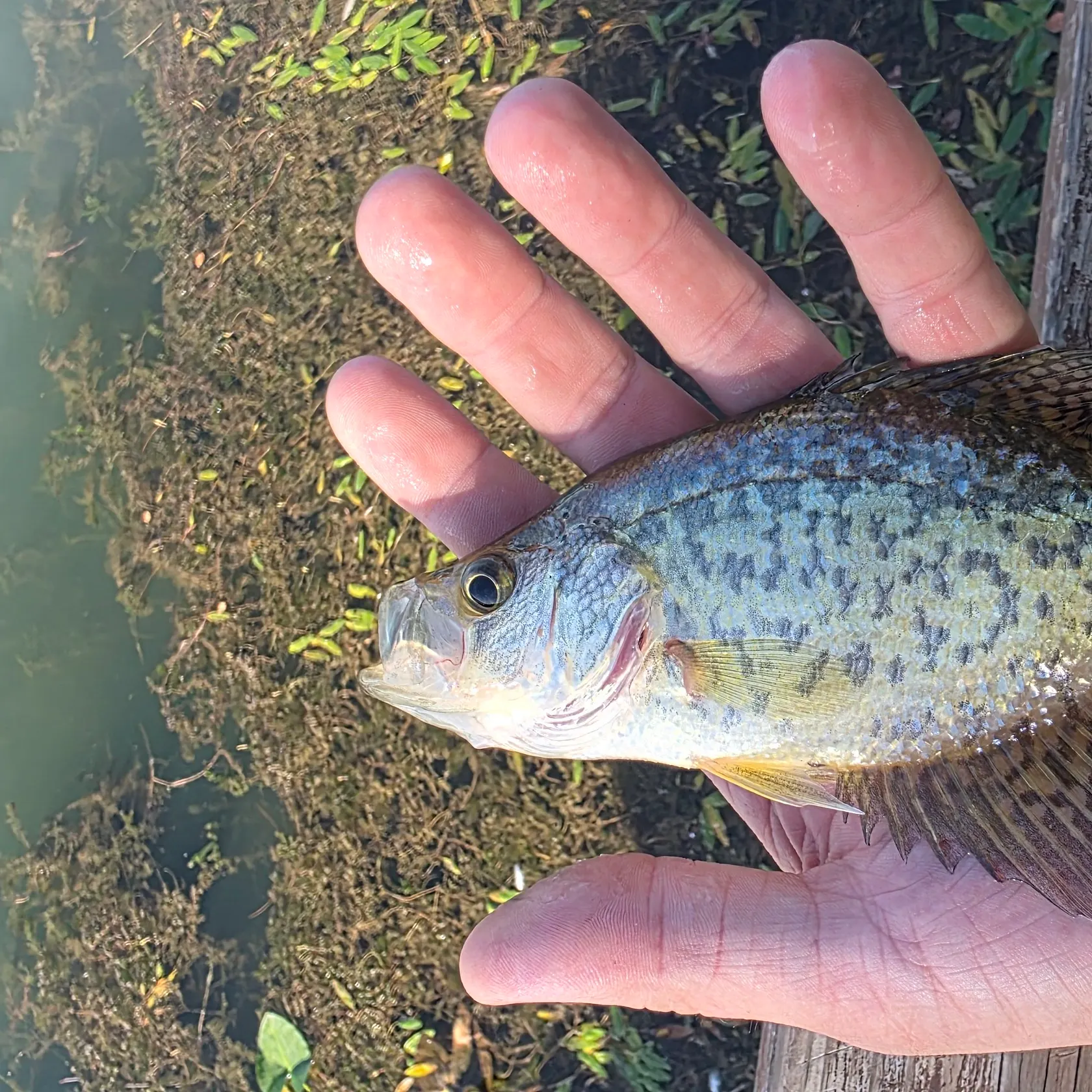 Black crappie caught on Fishbrain