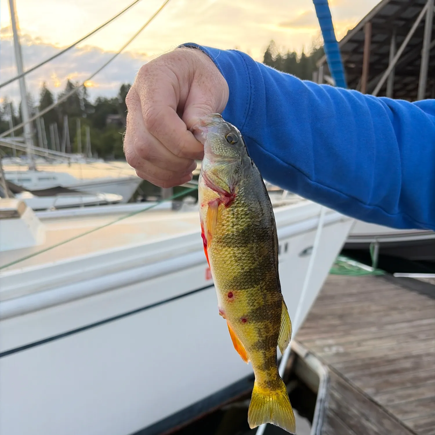 Yellow perch caught on Fishbrain