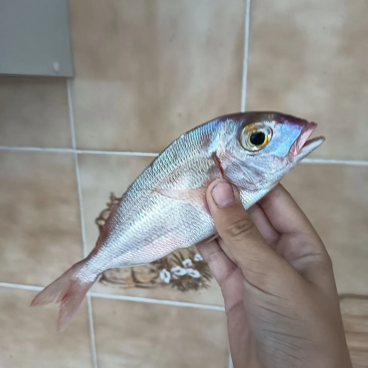 The most recent Common pandora catches on Fishbrain