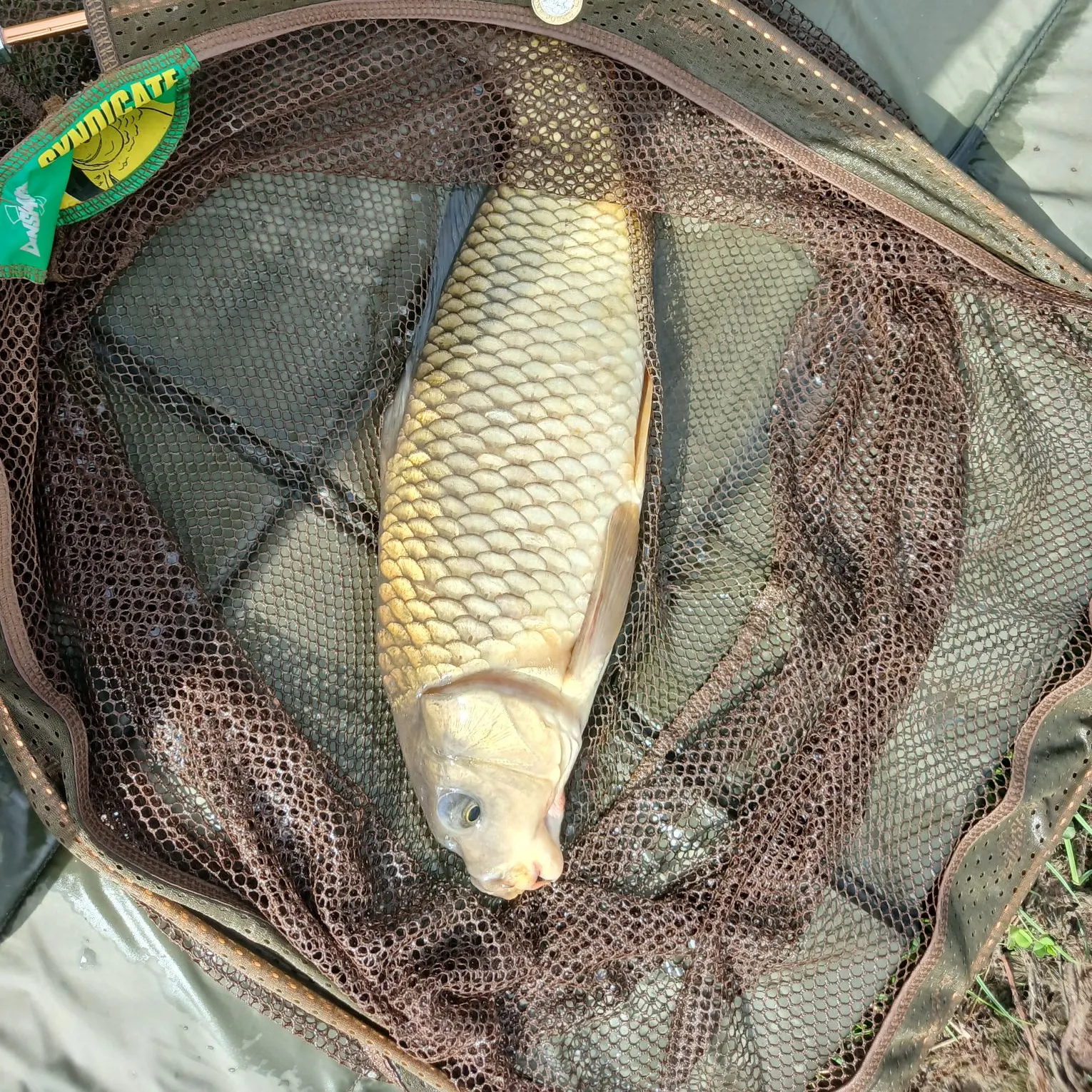 Common carp caught on Fishbrain