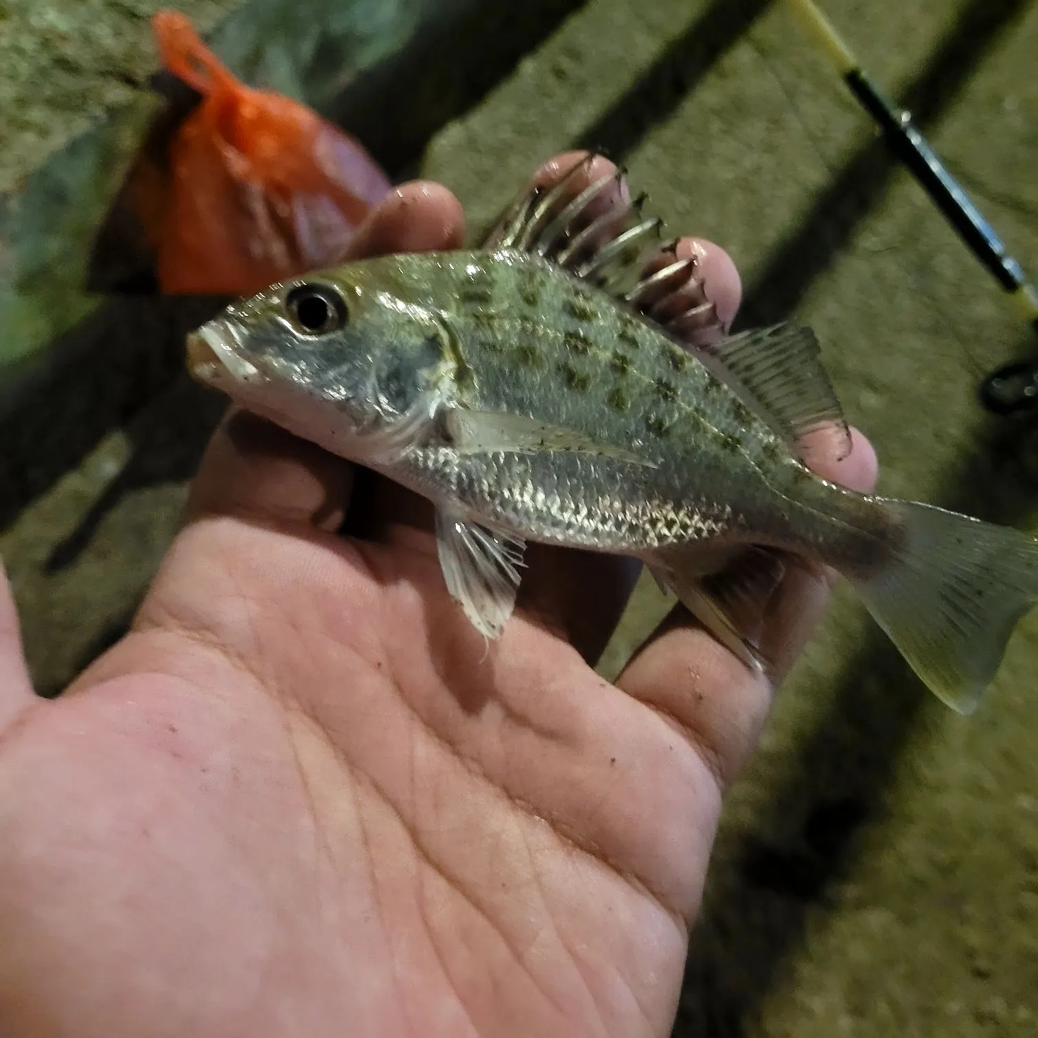 The most recent Silver grunt catches on Fishbrain