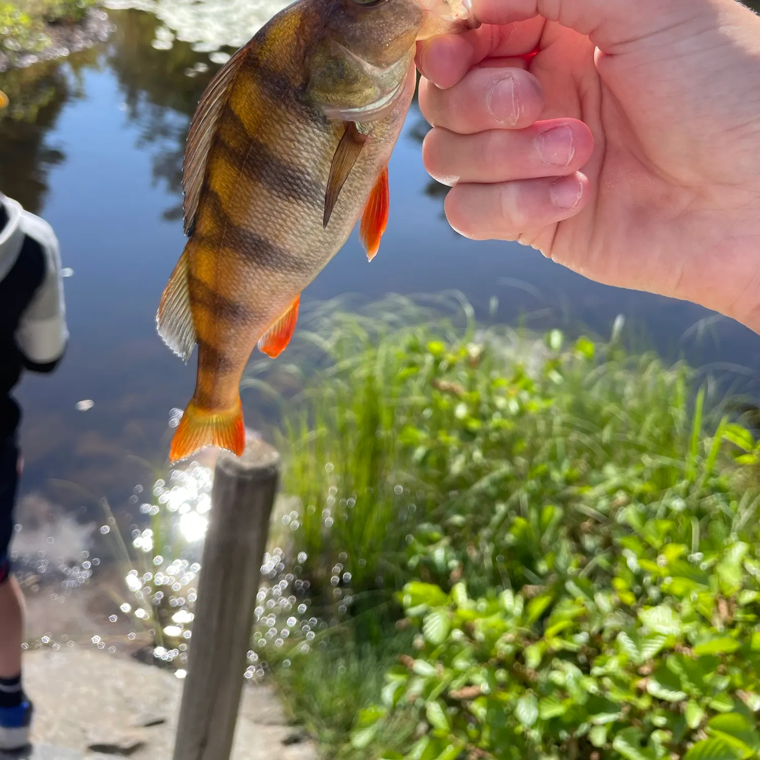 The most recent European perch catches on Fishbrain
