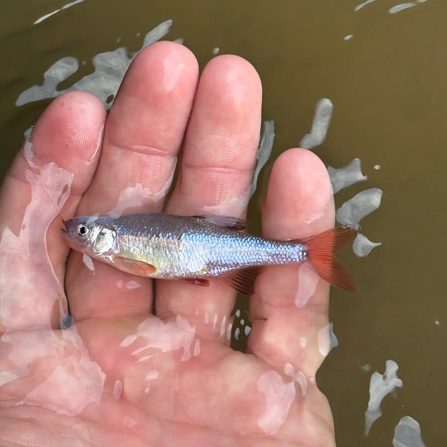 The most recent Redfin shiner catches on Fishbrain