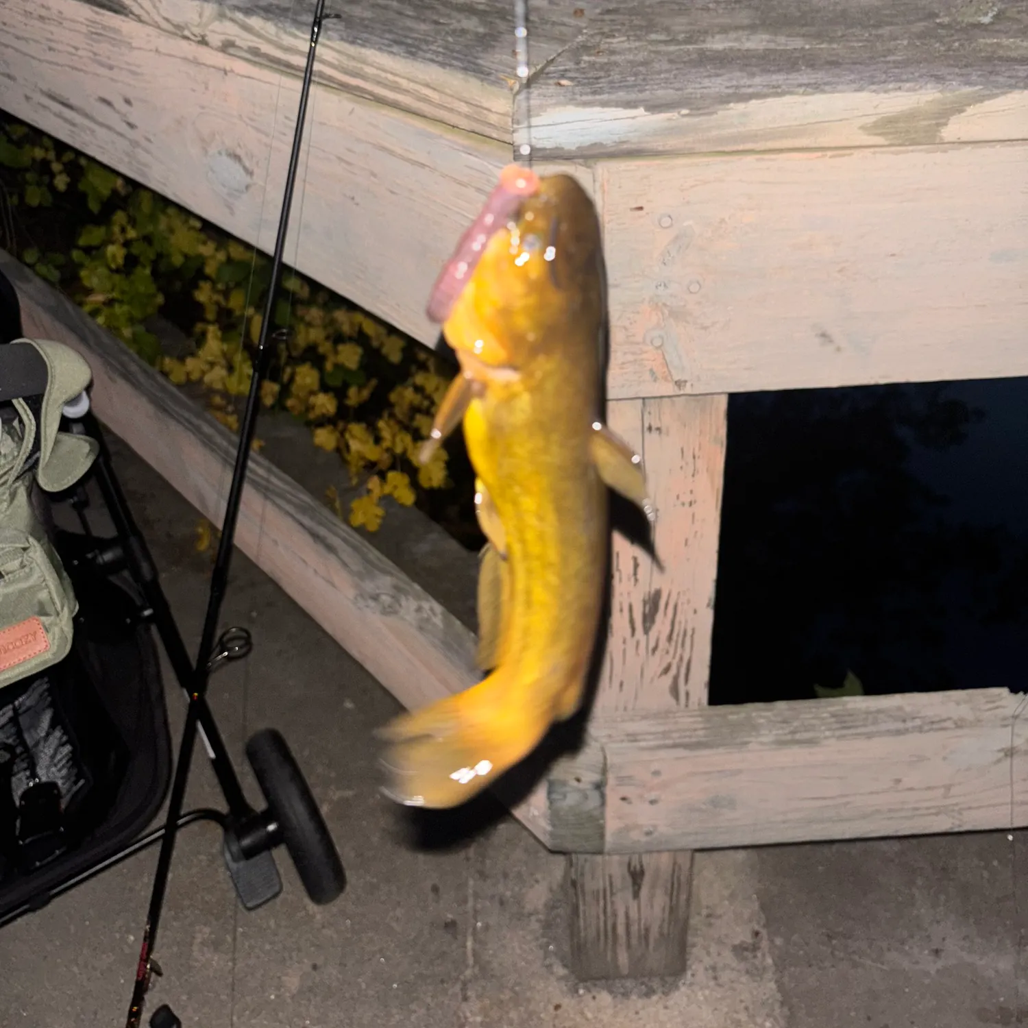 Yellow bullhead caught on Fishbrain