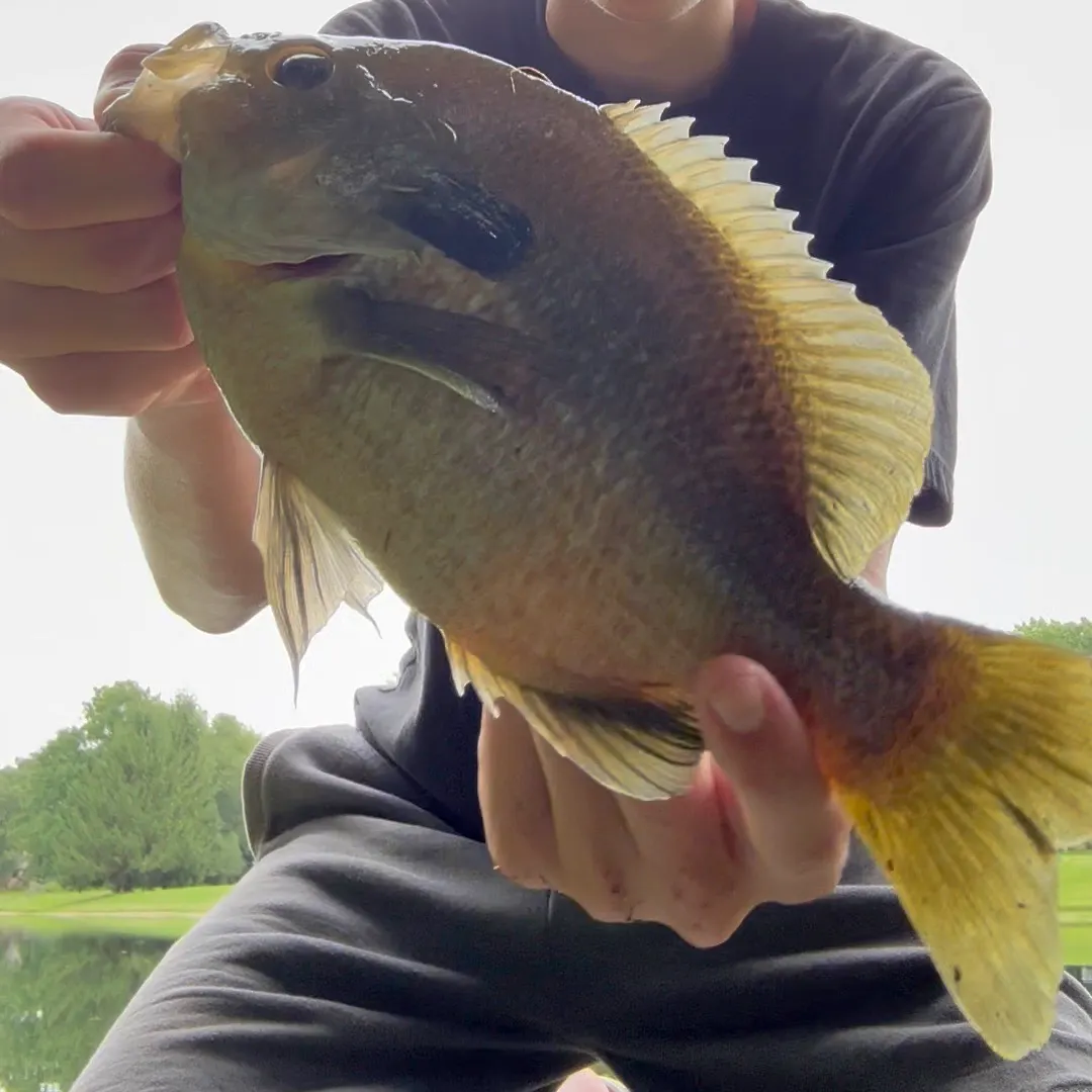Greengill hybrid caught on Fishbrain