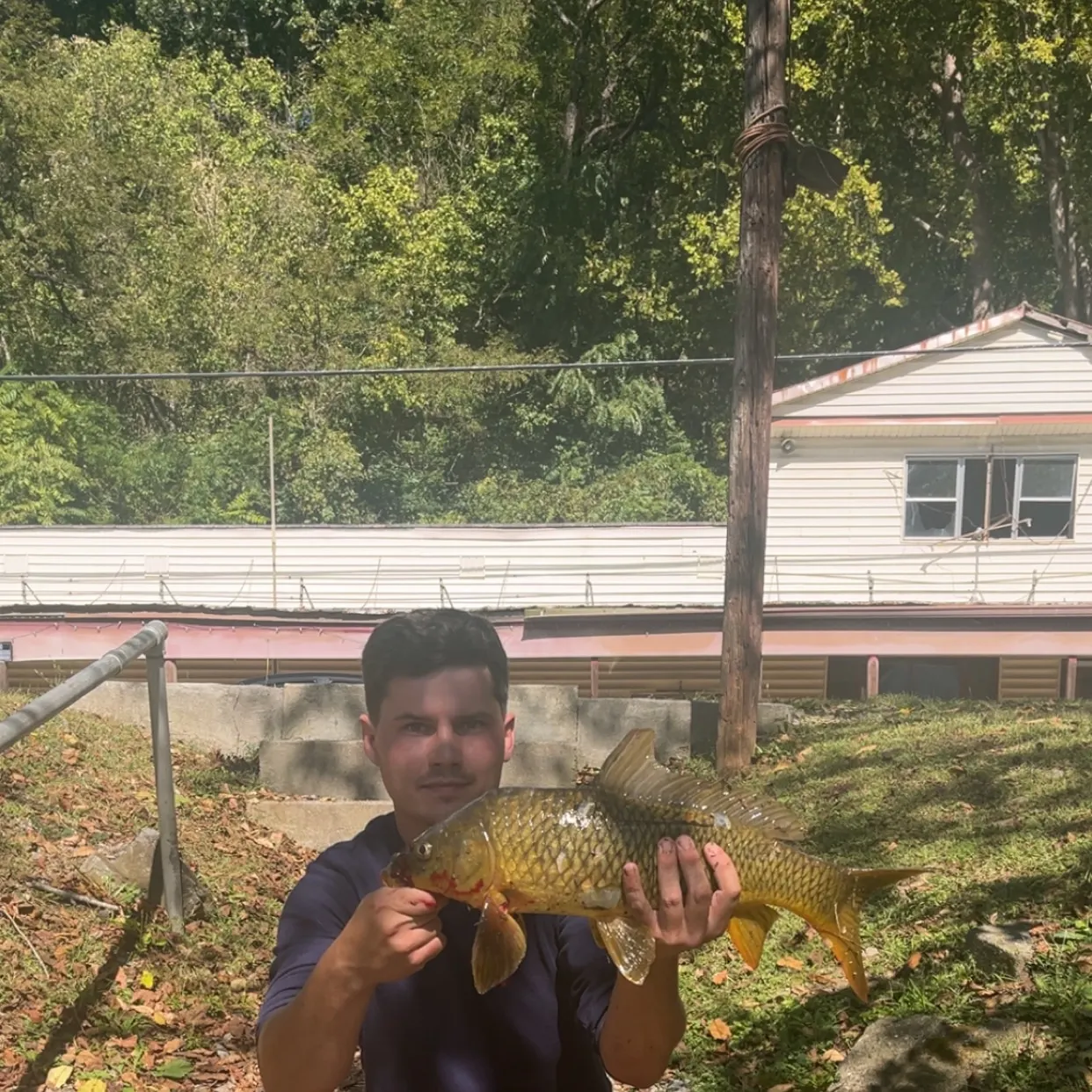 Common carp caught on Fishbrain