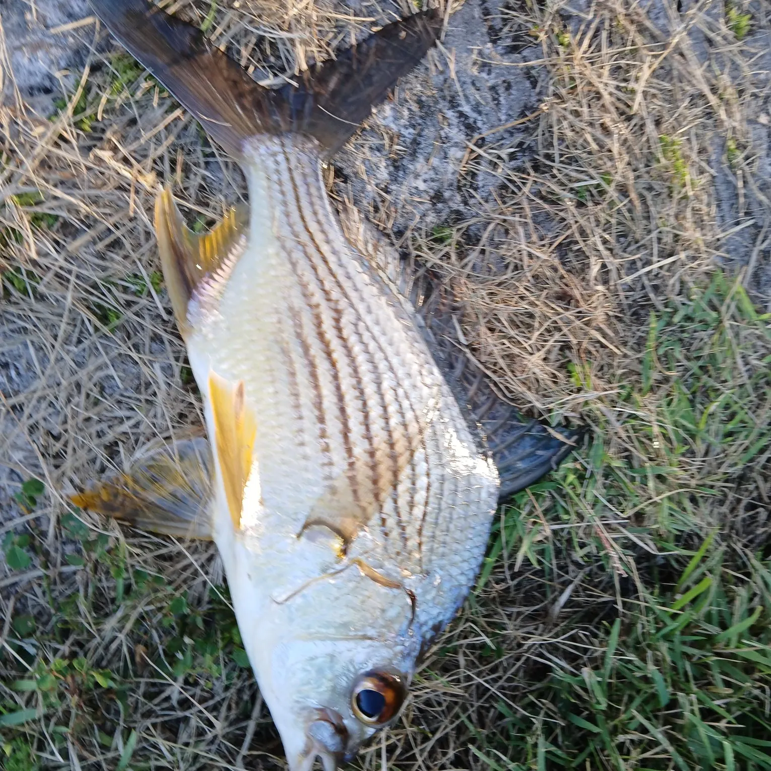 The most recent Striped mojarra catches on Fishbrain