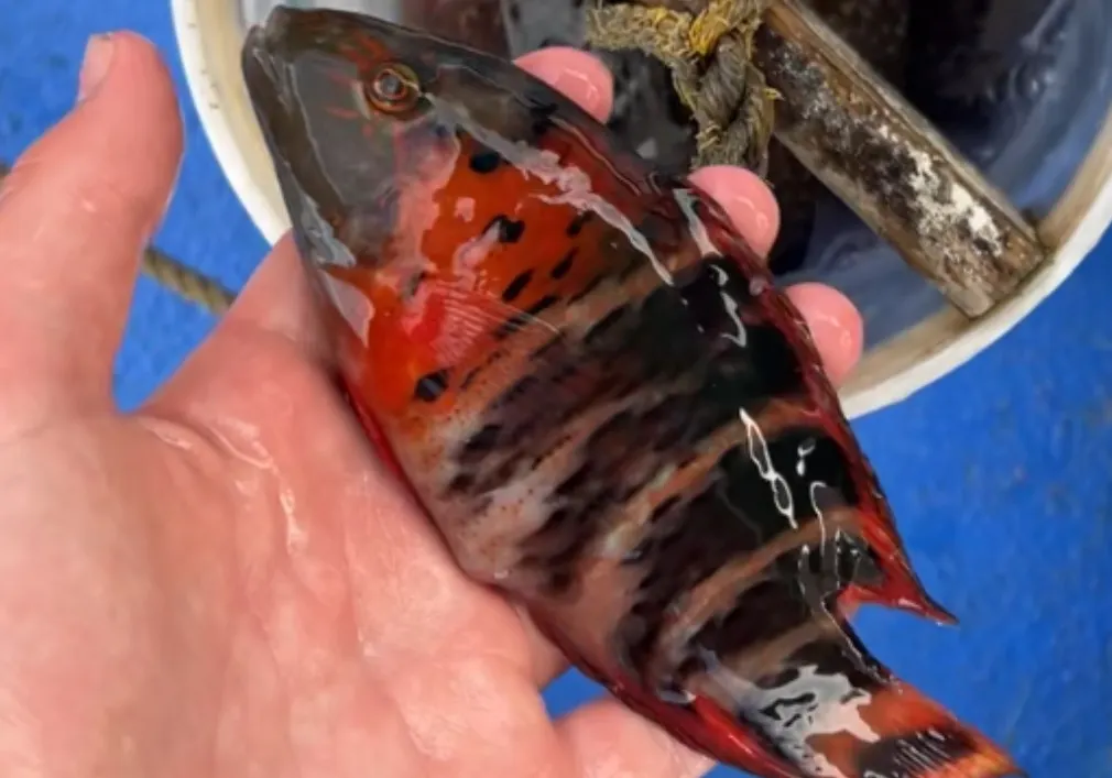 Redbreasted wrasse