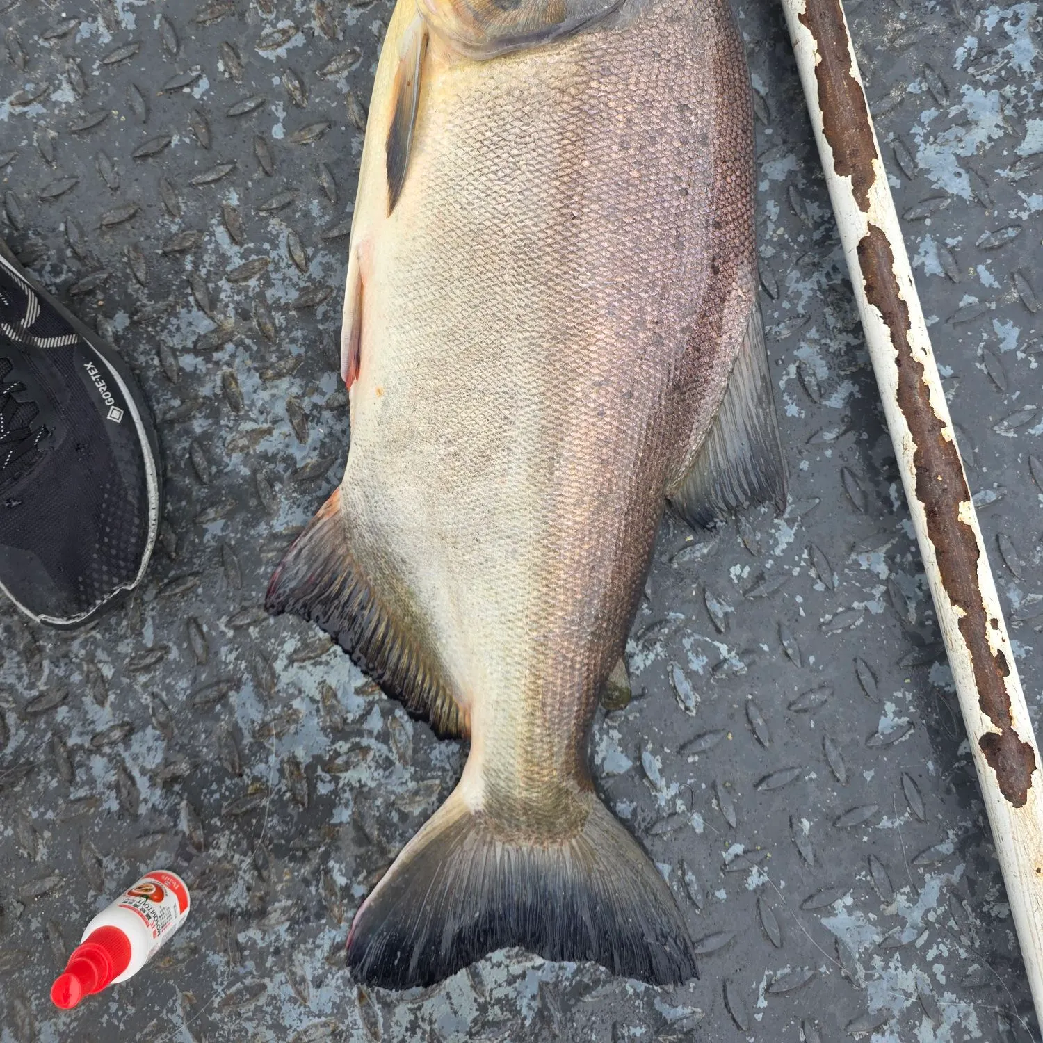 The most recent Small-scaled pacu catches on Fishbrain