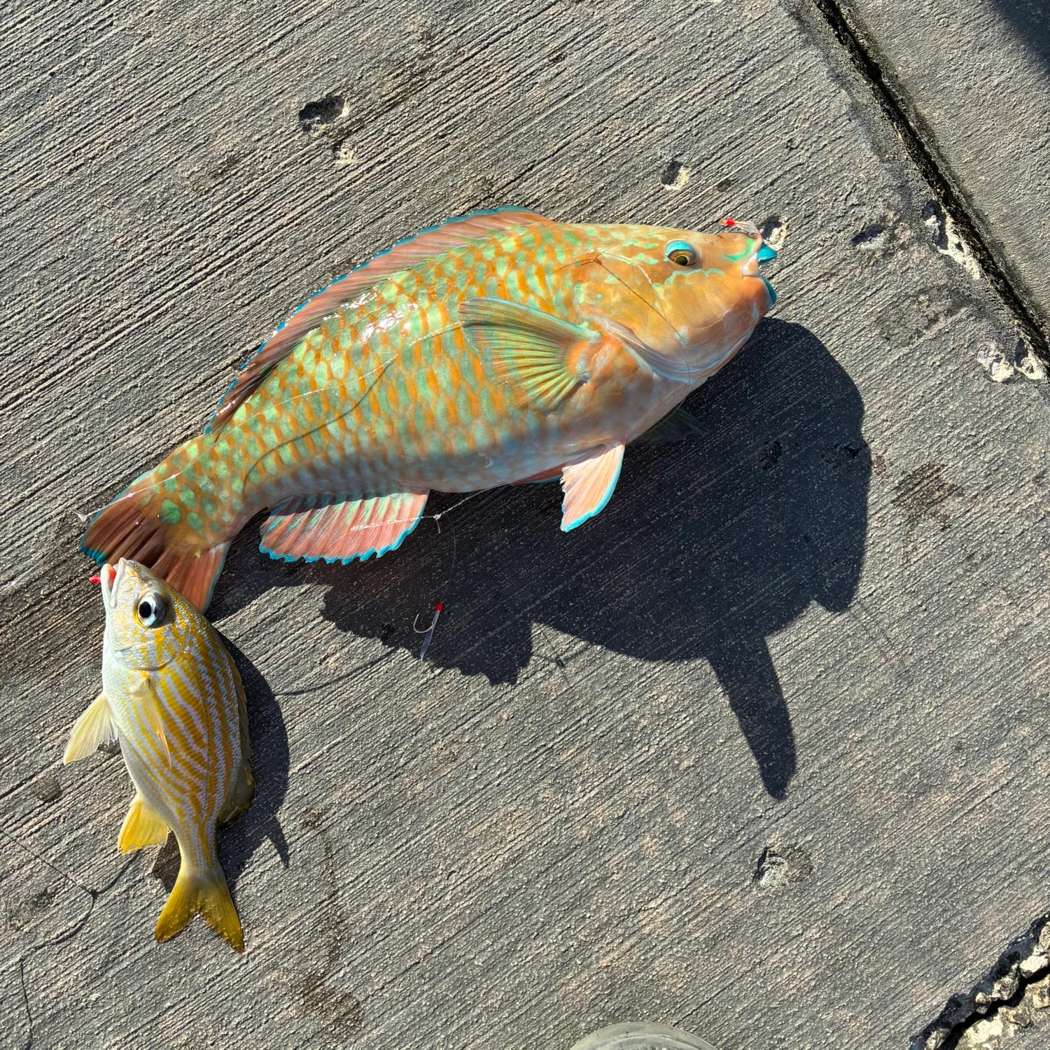 The most recent Common parrotfish catches on Fishbrain