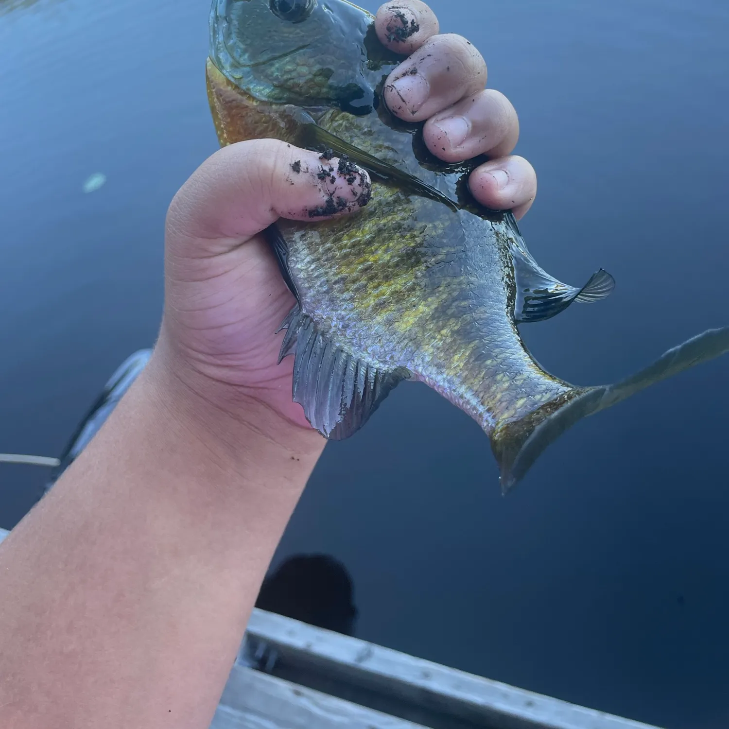 Bluegill caught on Fishbrain