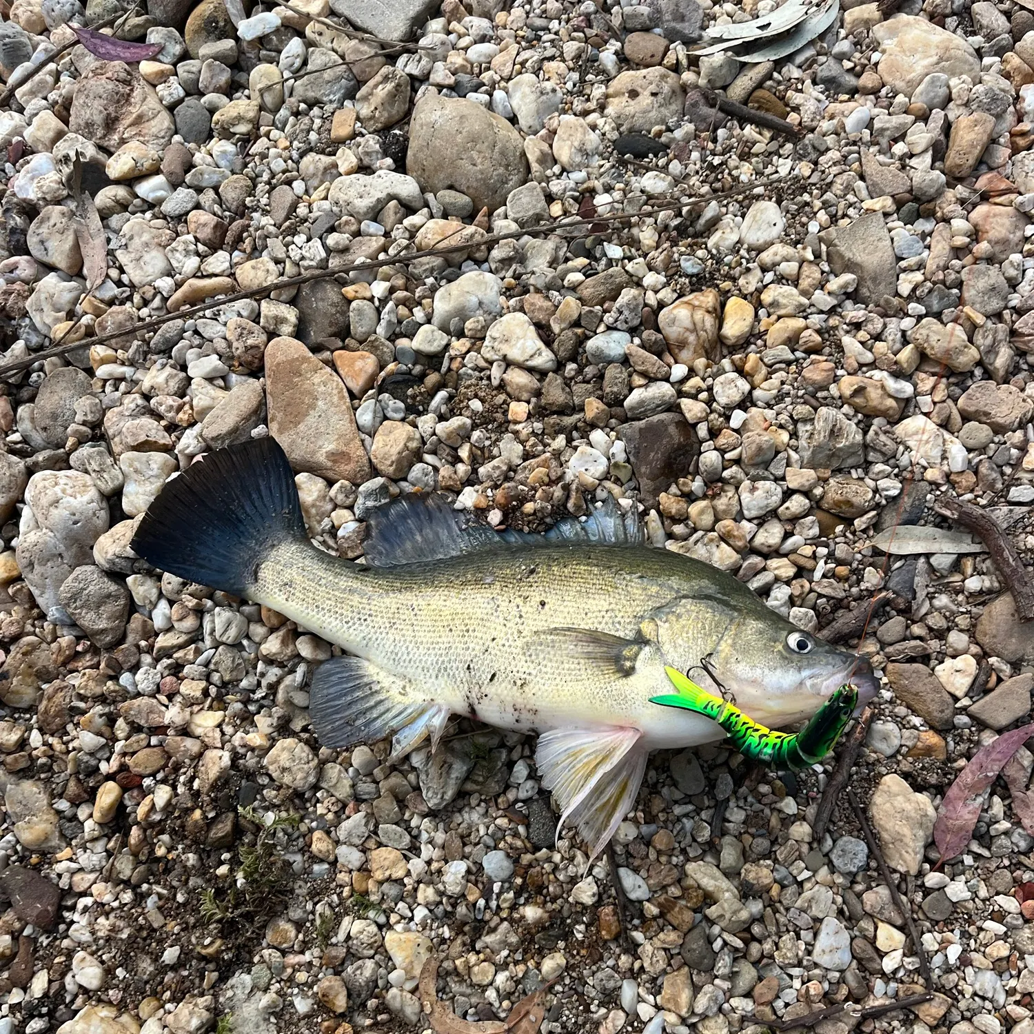 The most recent Golden perch catches on Fishbrain