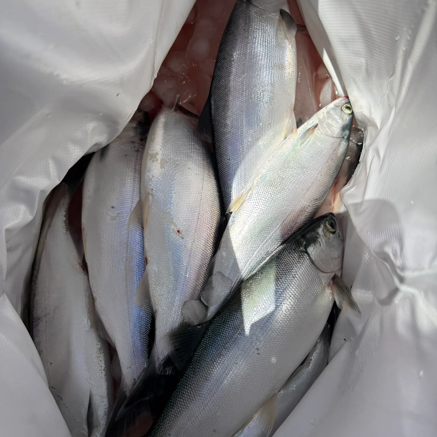 The most recent Kokanee salmon catches on Fishbrain