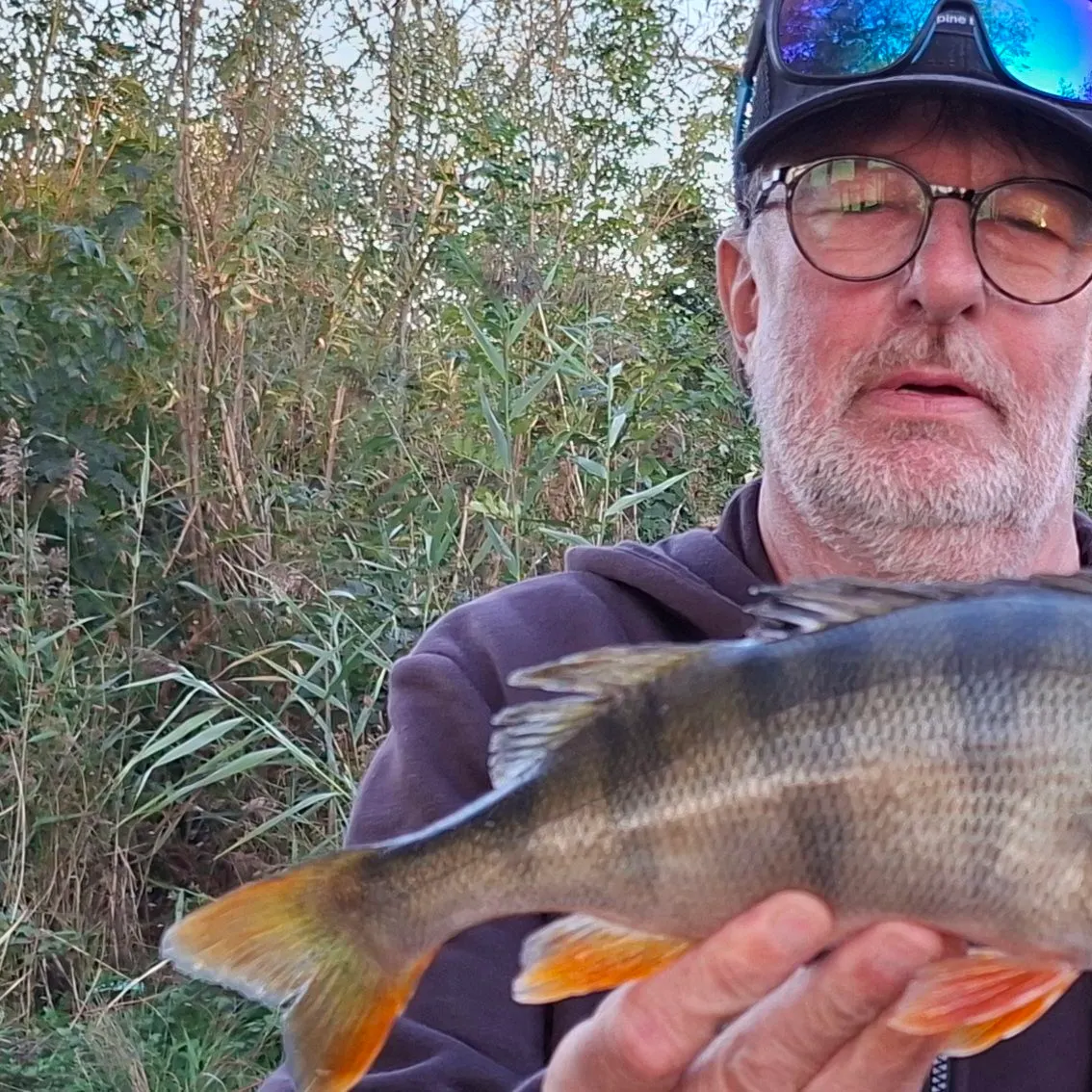 European perch caught on Fishbrain