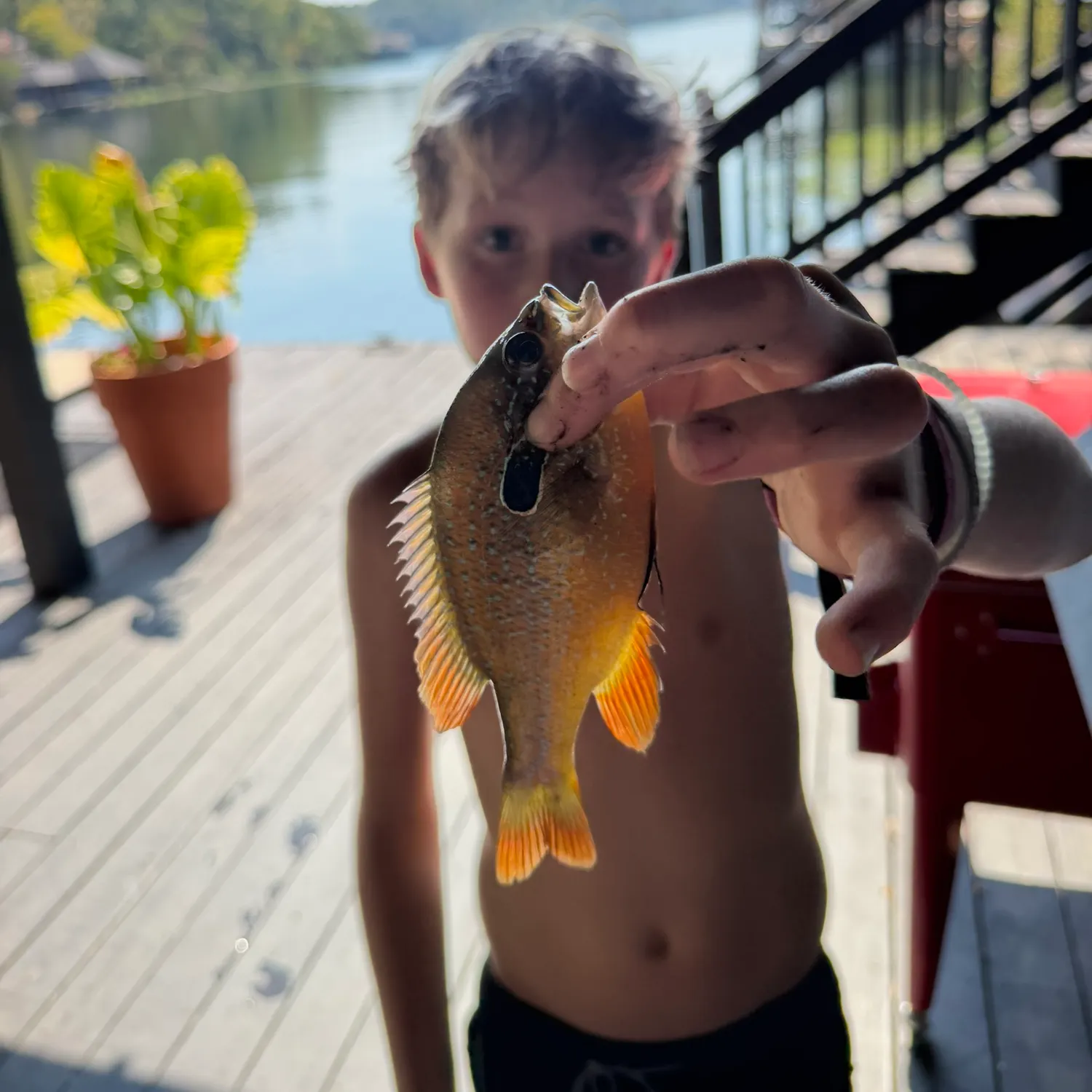 Orangespotted sunfish caught on Fishbrain