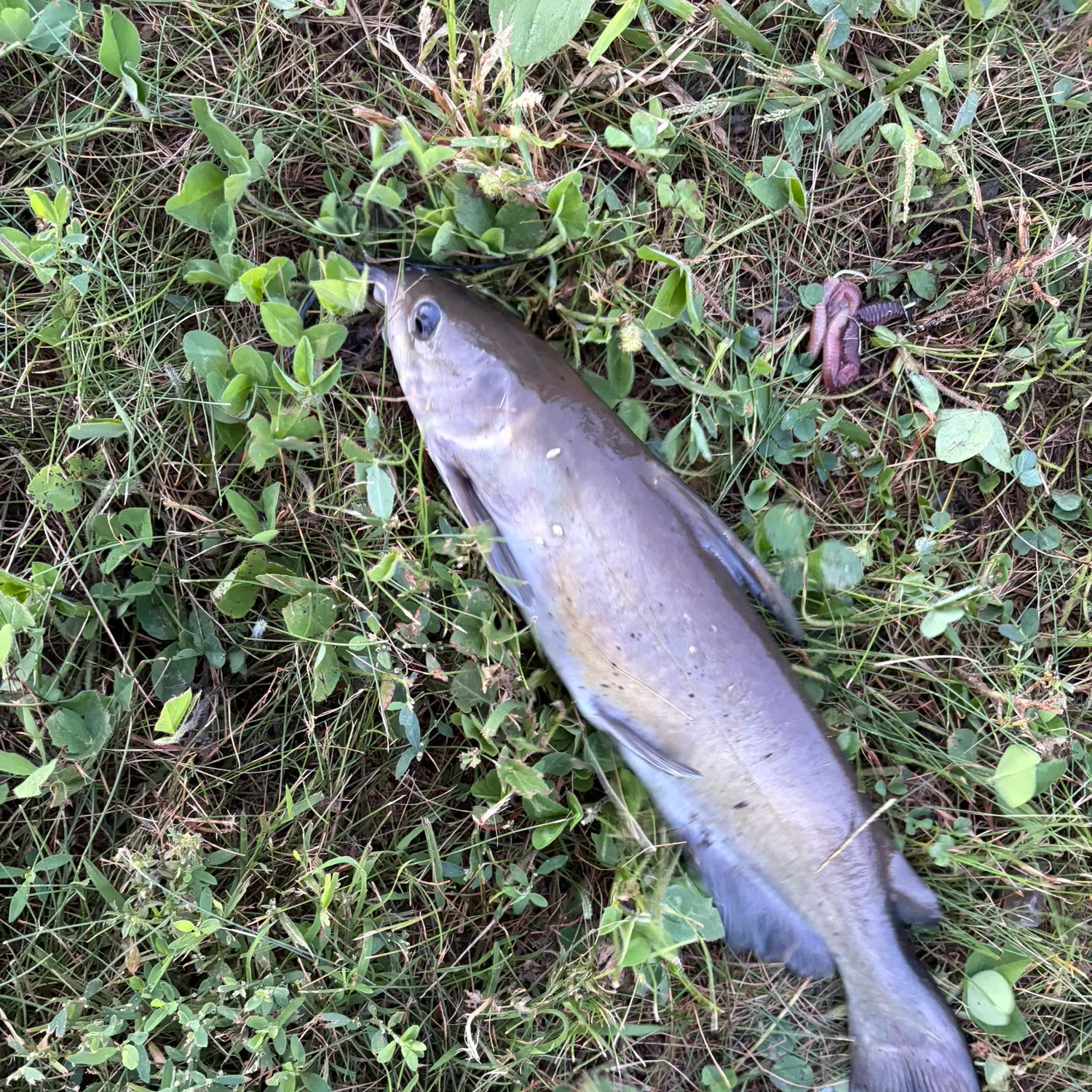 Channel catfish caught on Fishbrain