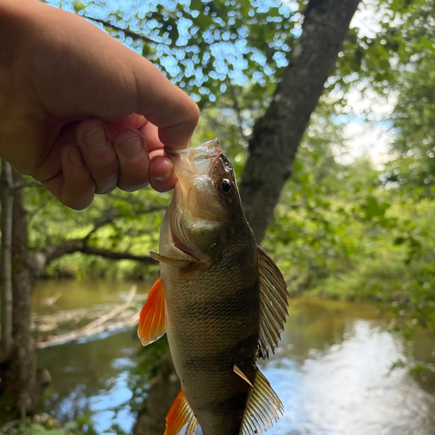 European perch caught on Fishbrain