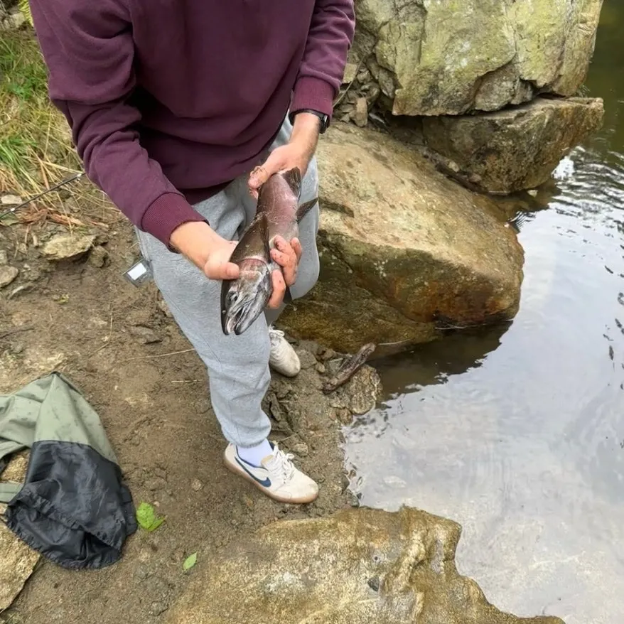 The most recent Steelhead catches on Fishbrain