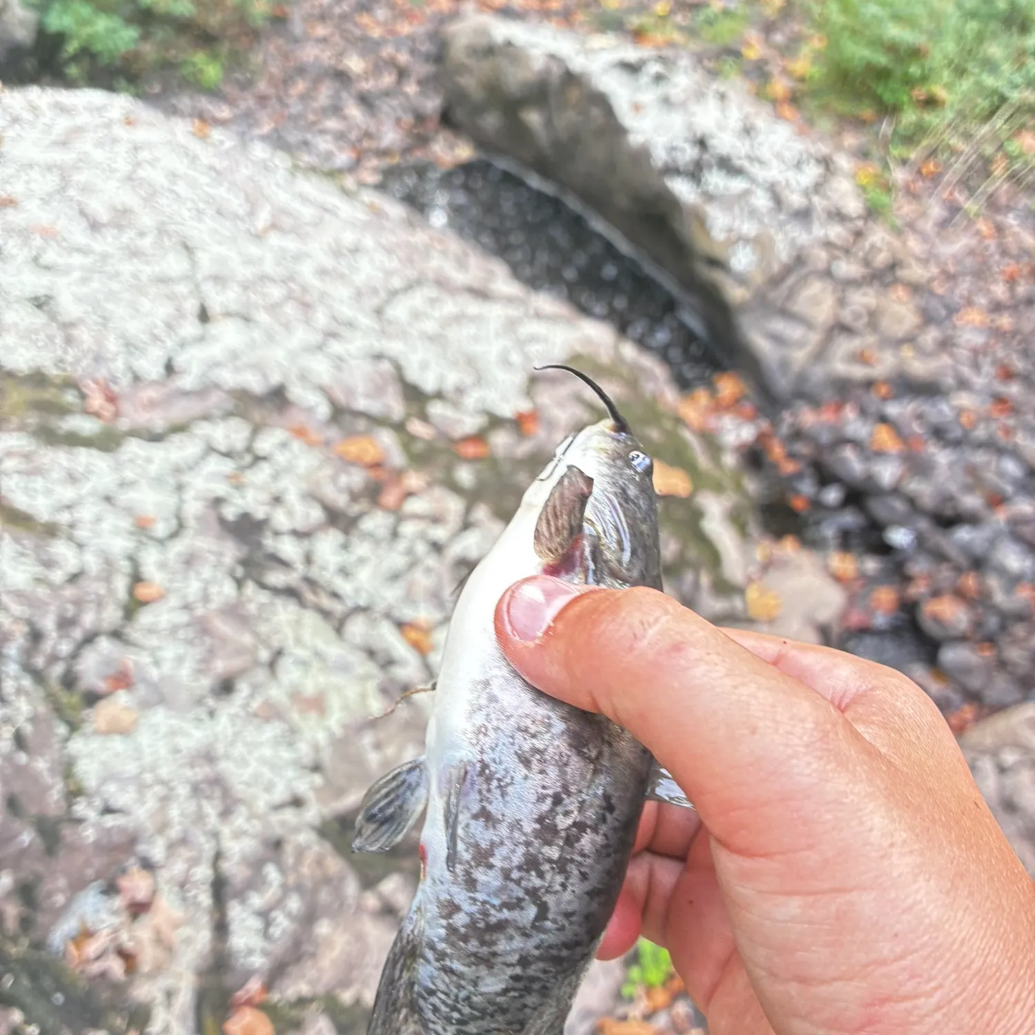 Brown bullhead caught on Fishbrain