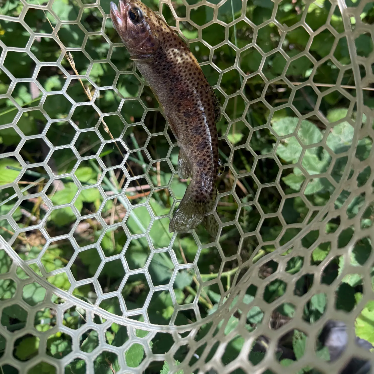 Rainbow trout caught on Fishbrain