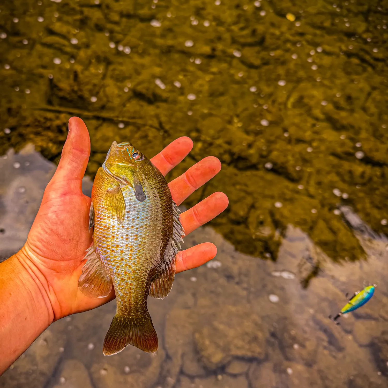 Redbreast sunfish caught on Fishbrain