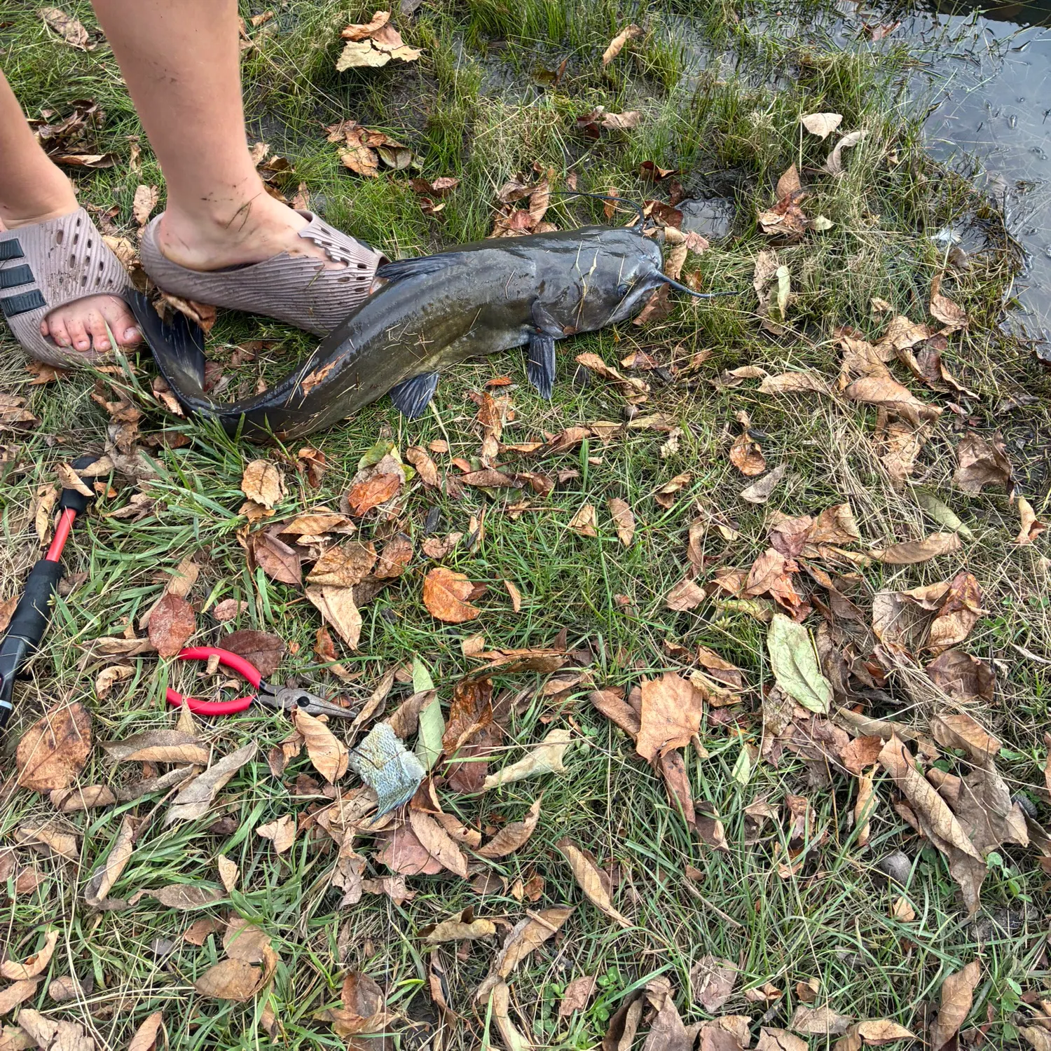Channel catfish caught on Fishbrain