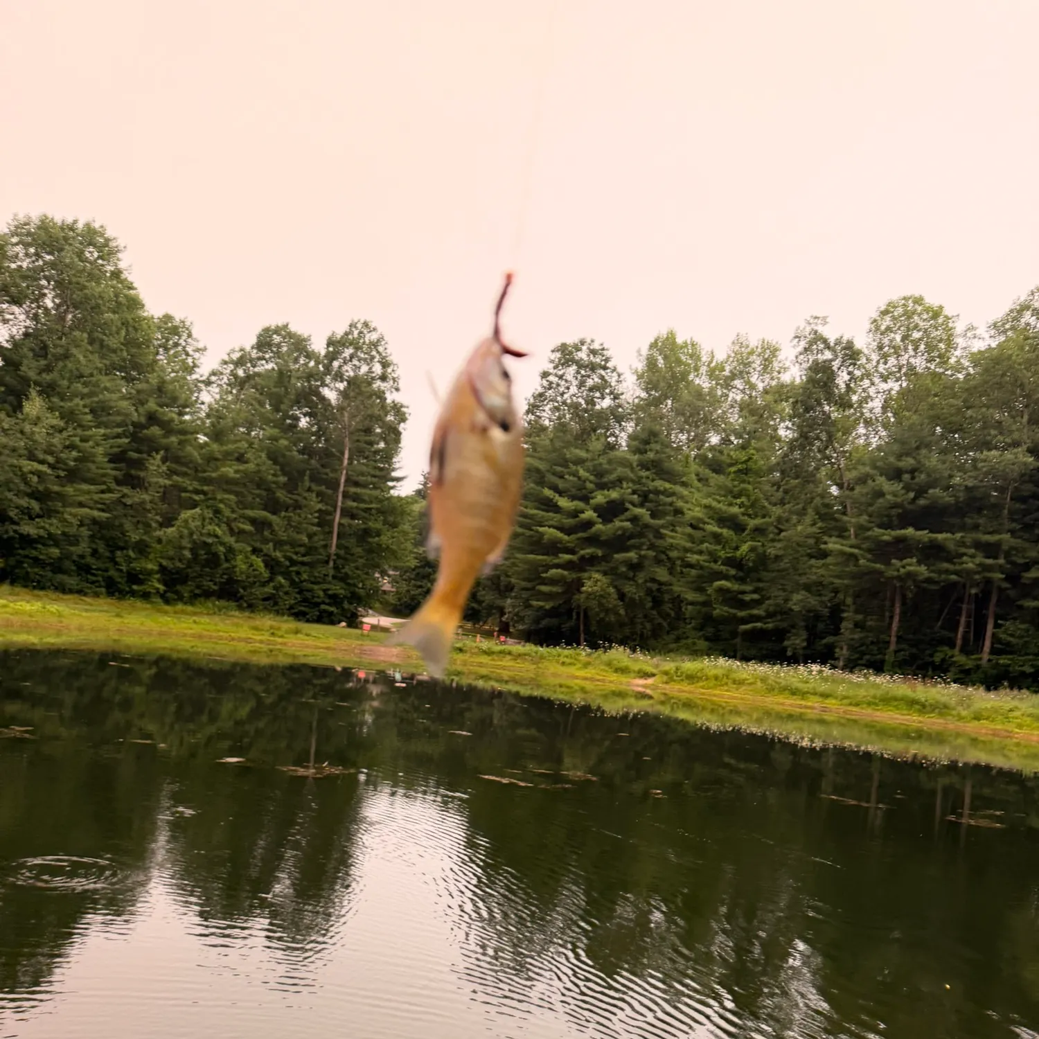 Bluegill caught on Fishbrain