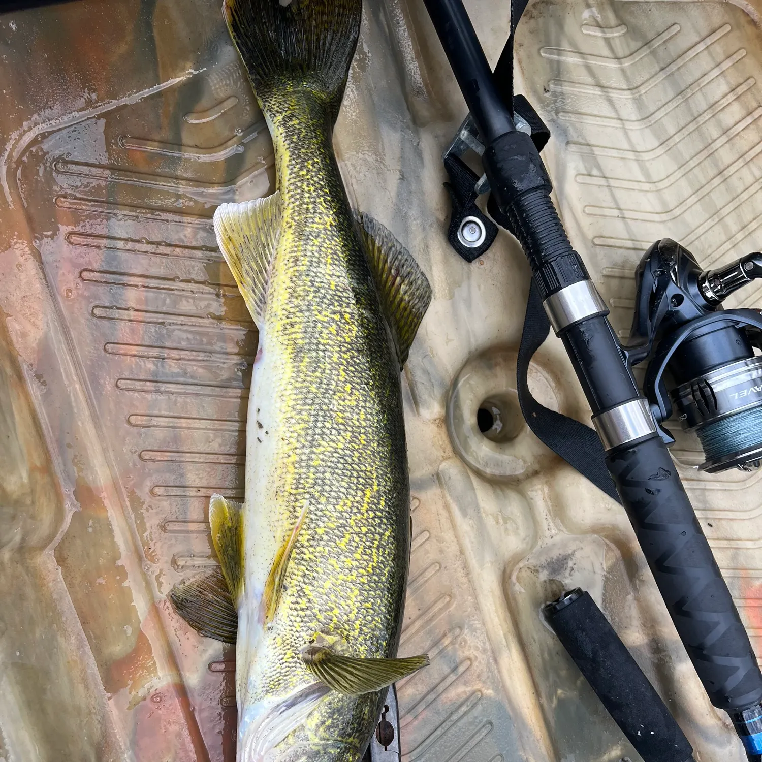 angler catch
