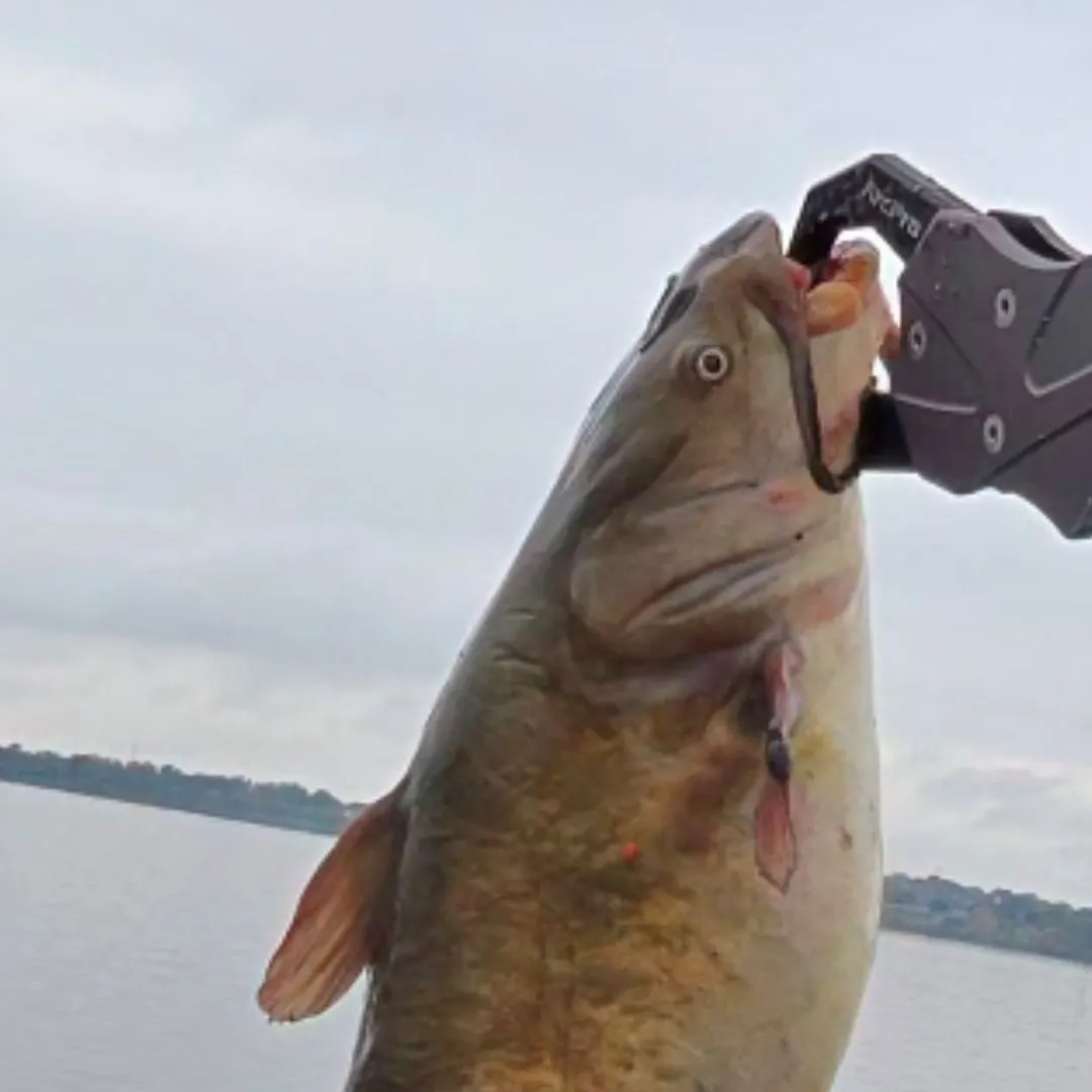 Yellow bullhead caught on Fishbrain