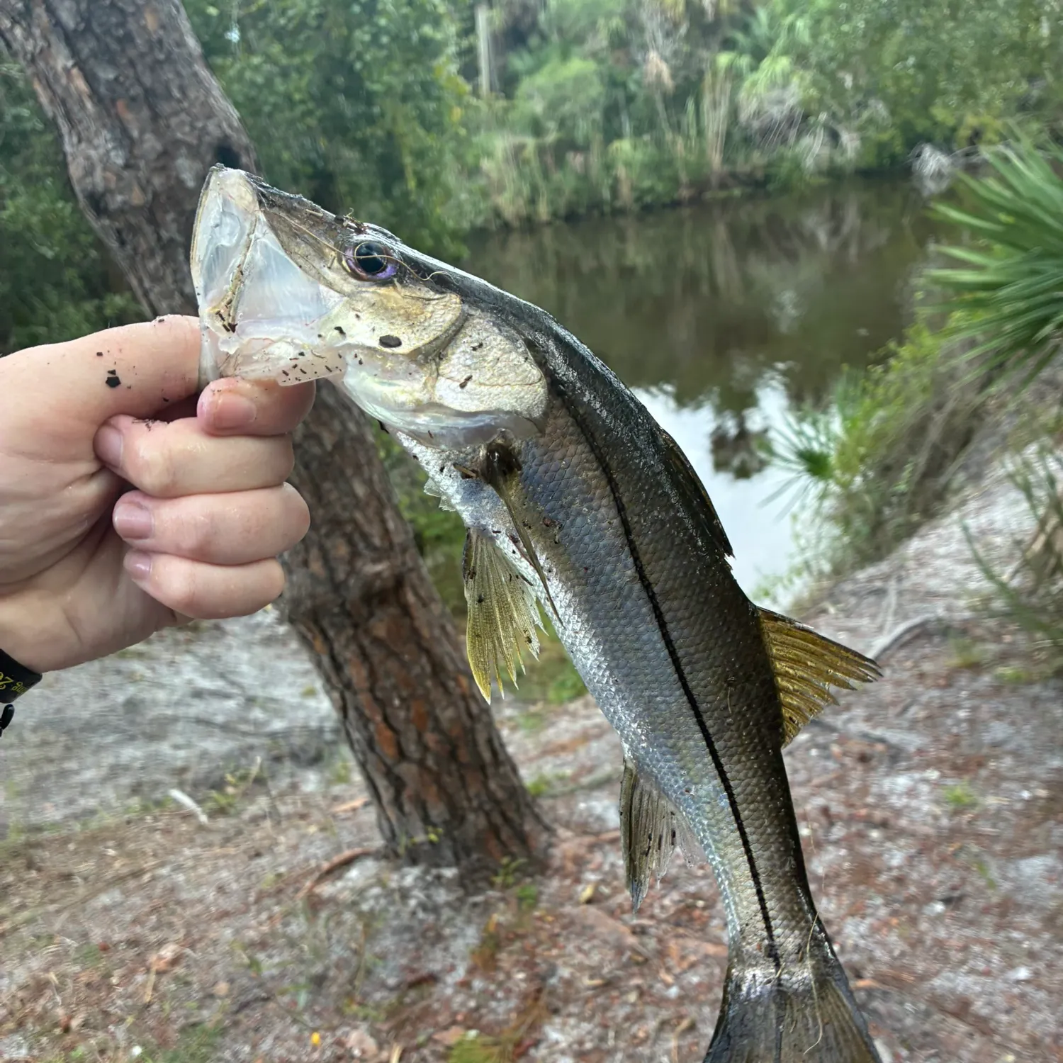Common snook caught on Fishbrain