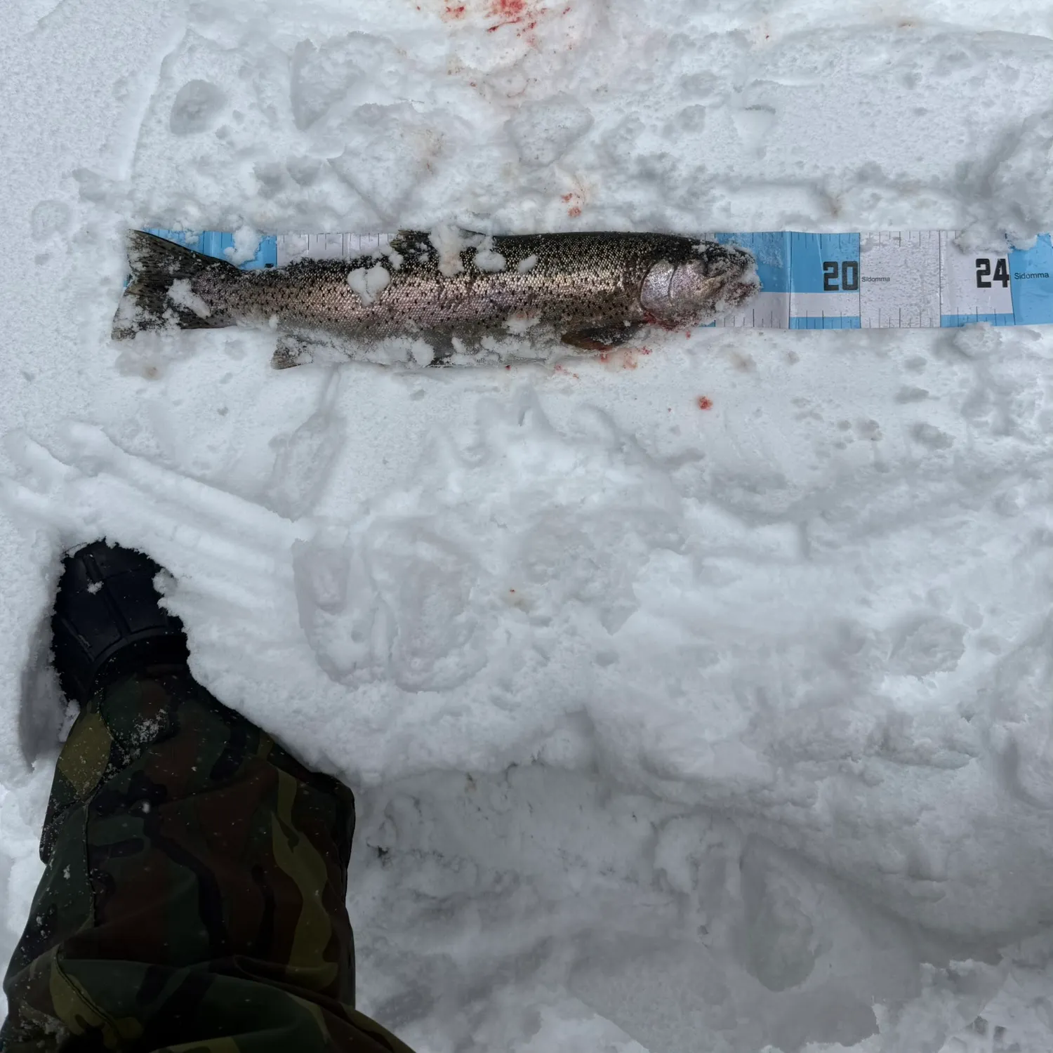 recently logged catches