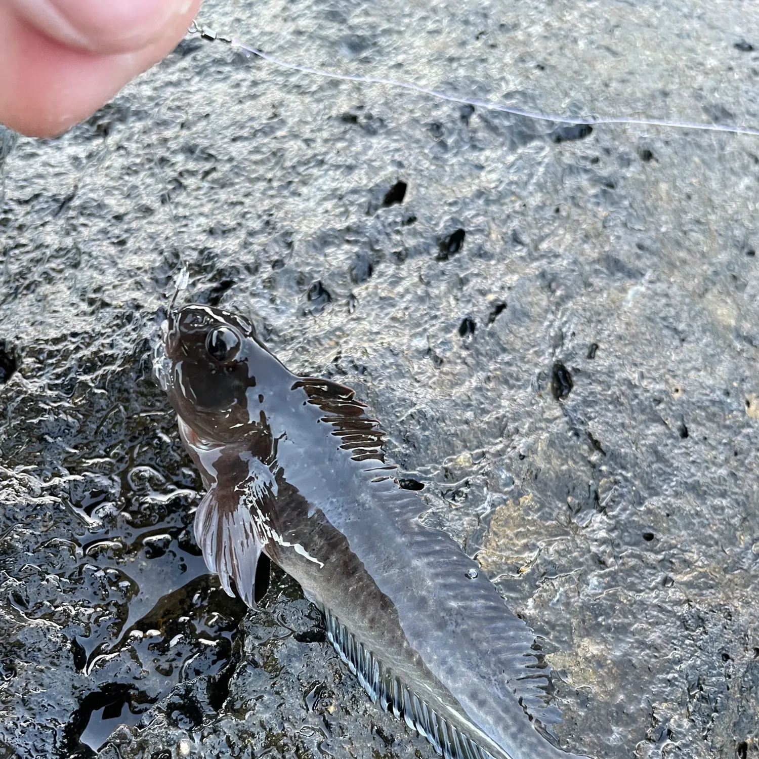 The most recent Parablennius yatabei catches on Fishbrain